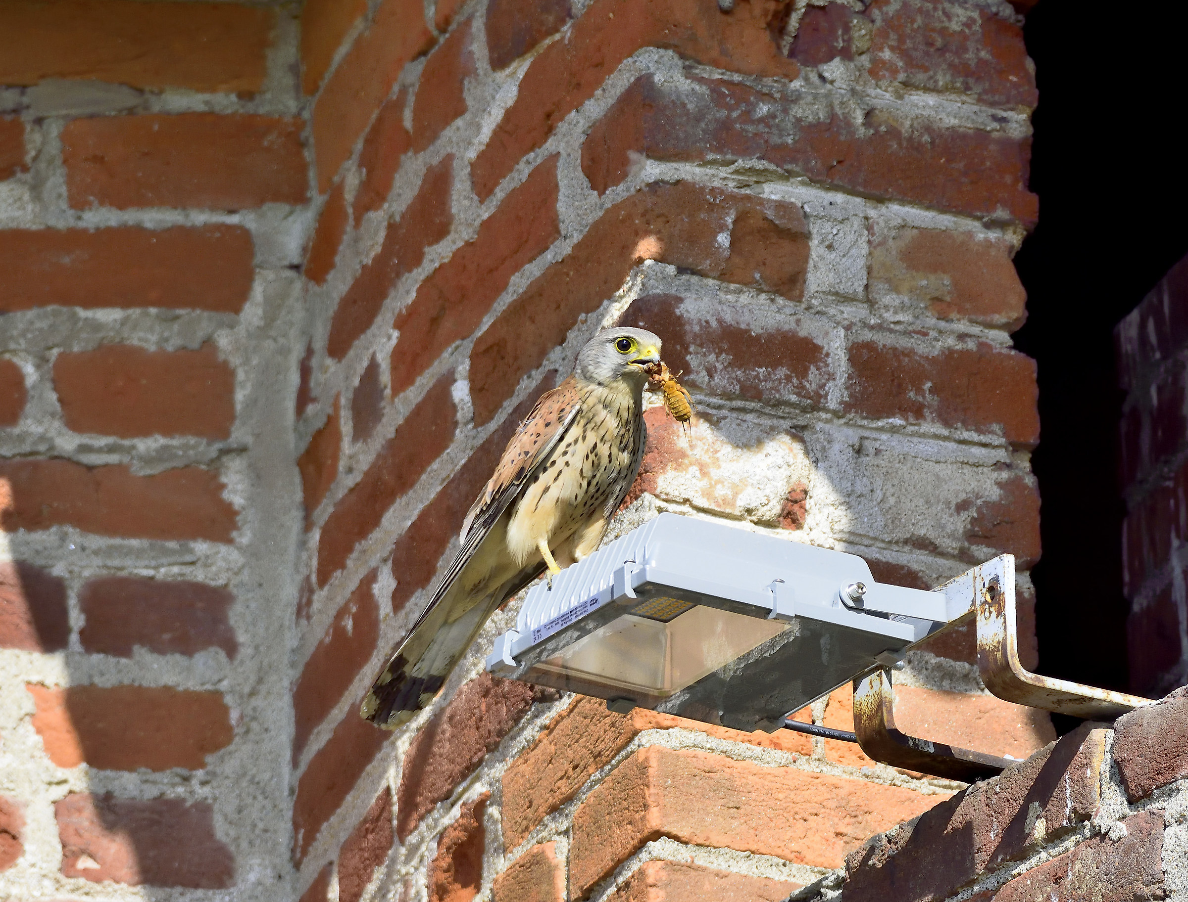 Kestrel with food
