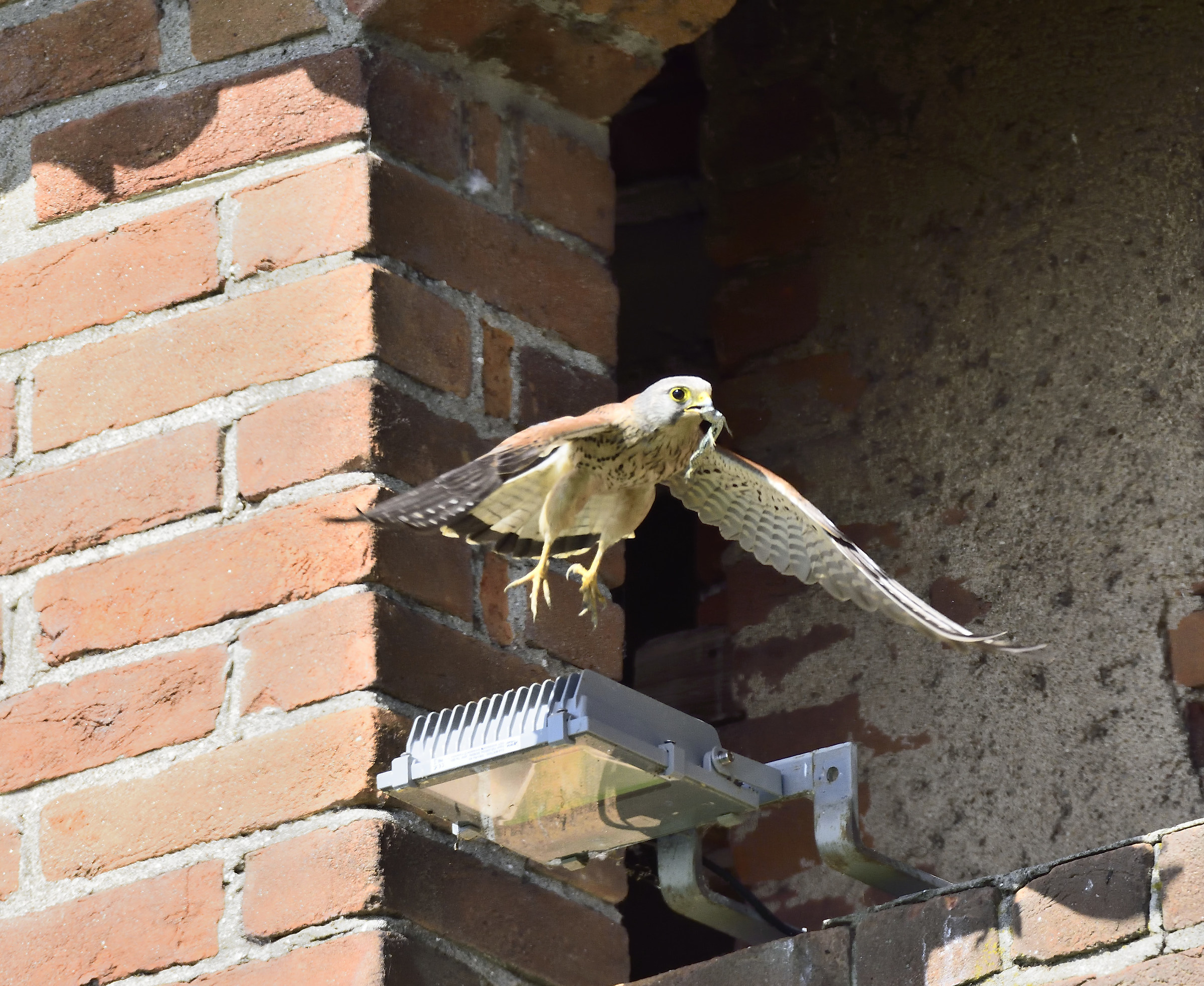 Kestrel with food