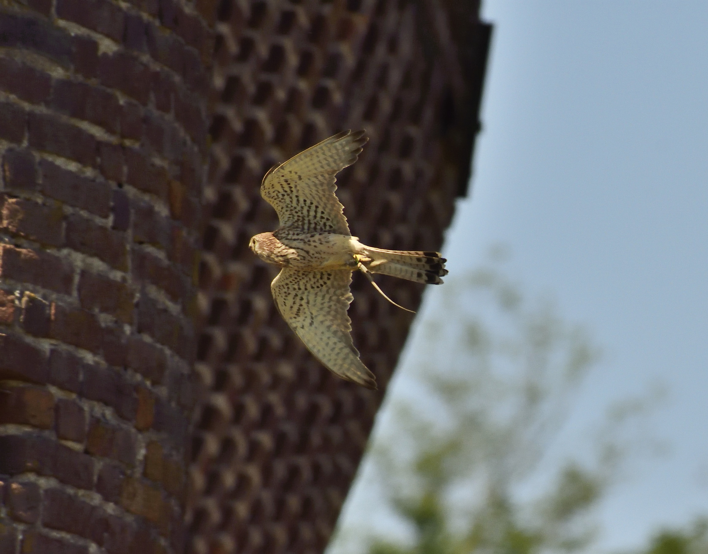 Kestrel with food