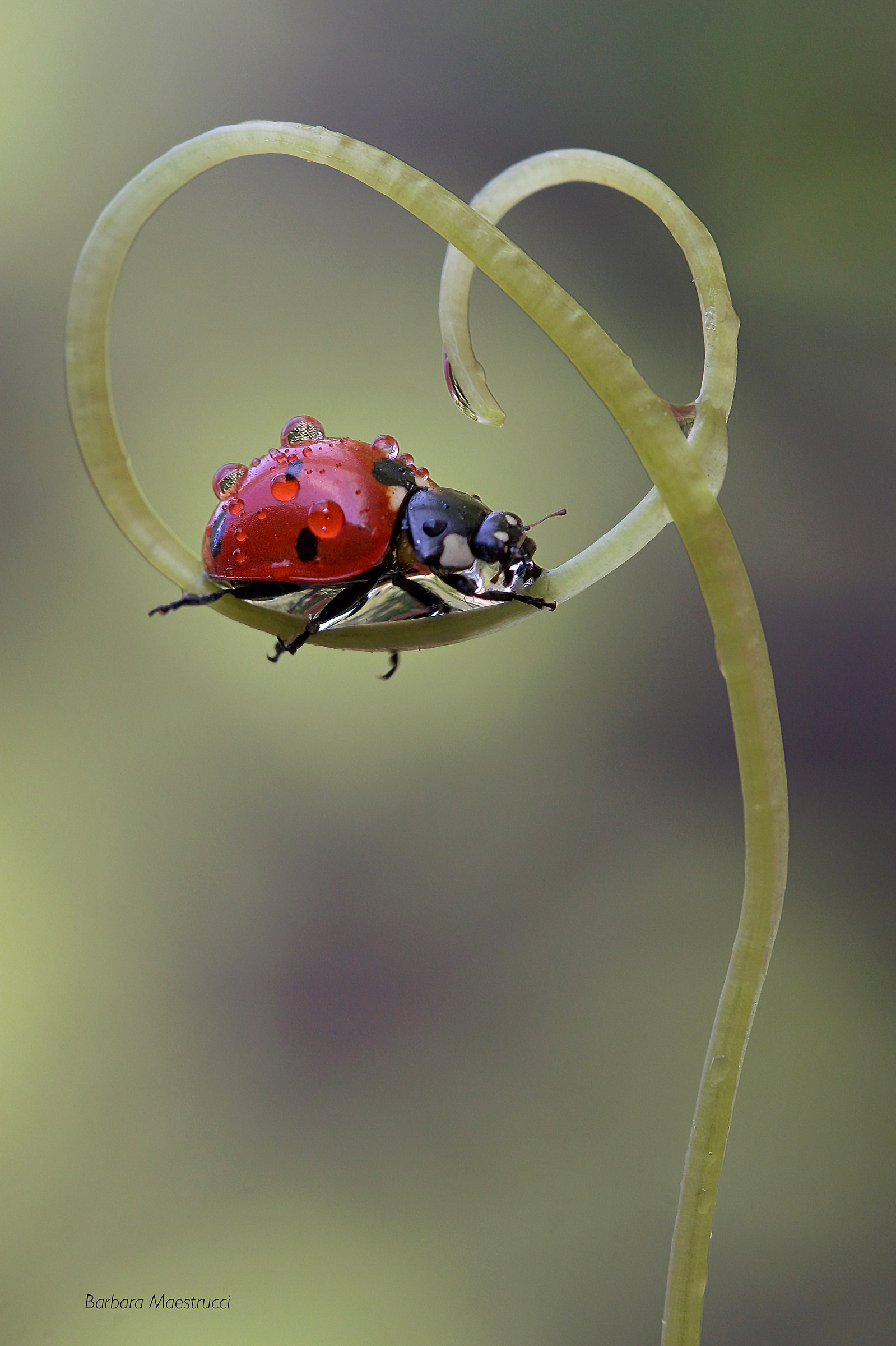 And then a red stain ..