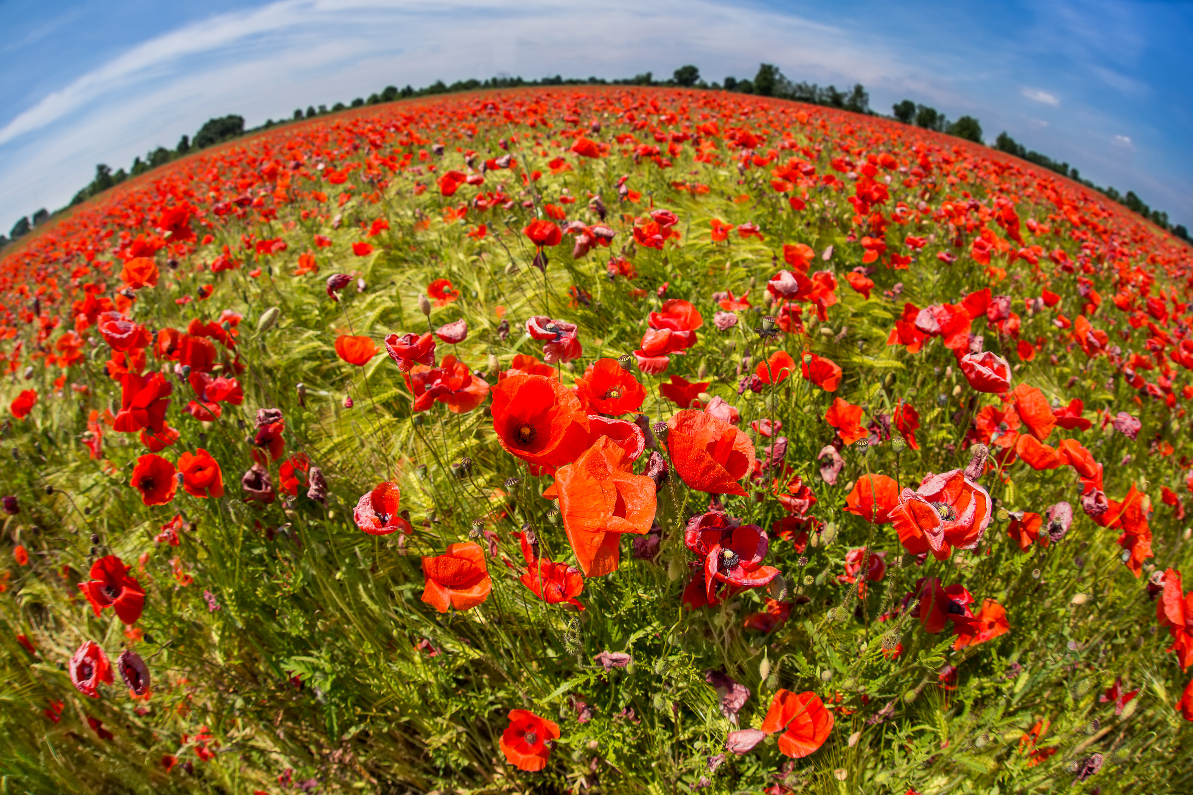 The planet poppies