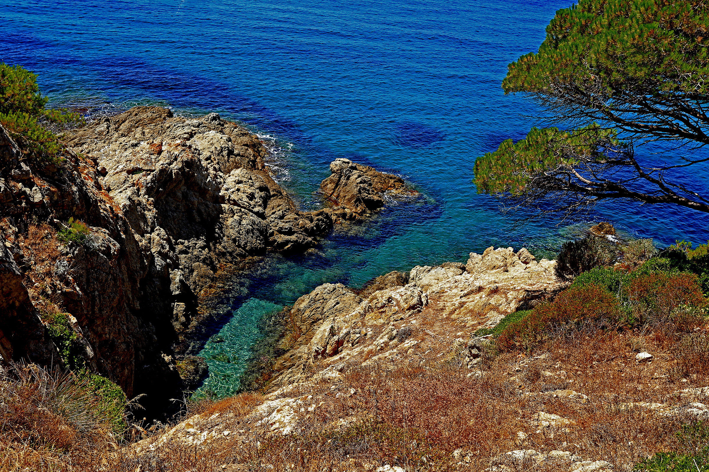 macchia mediterranea