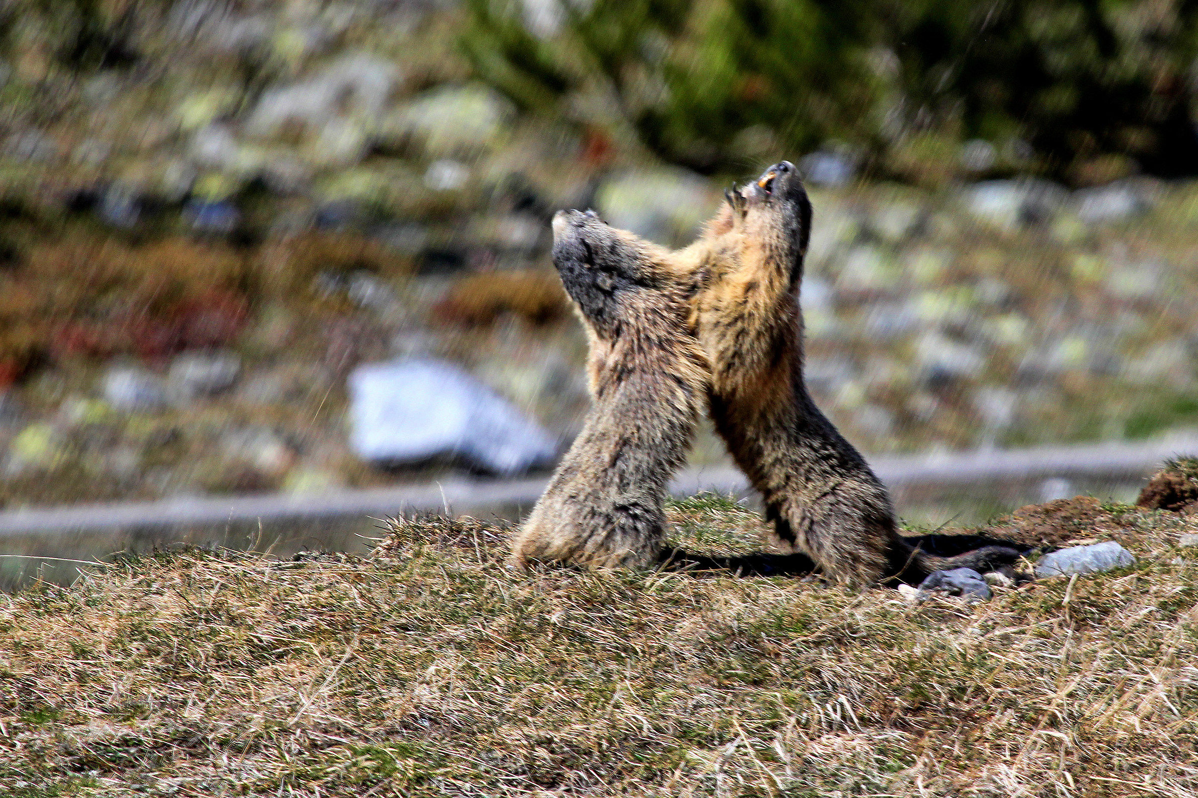 Ma tenga giù le mani!!!!