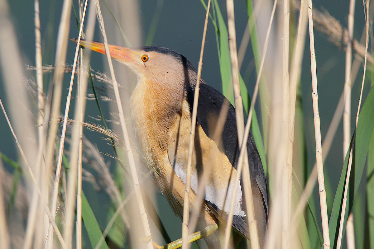 bittern in robe reproductive period