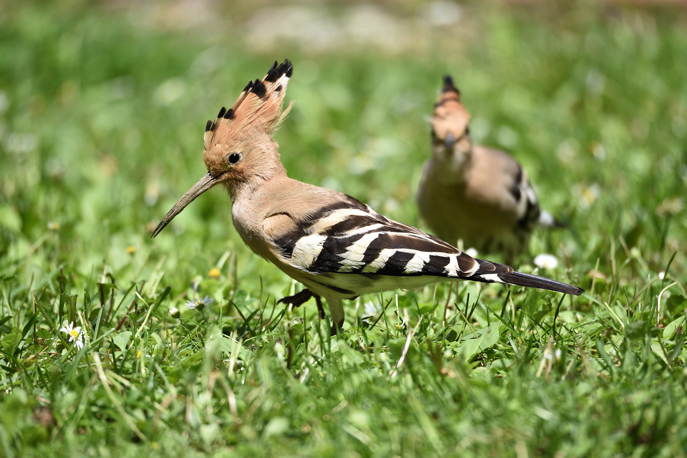Hoopoe