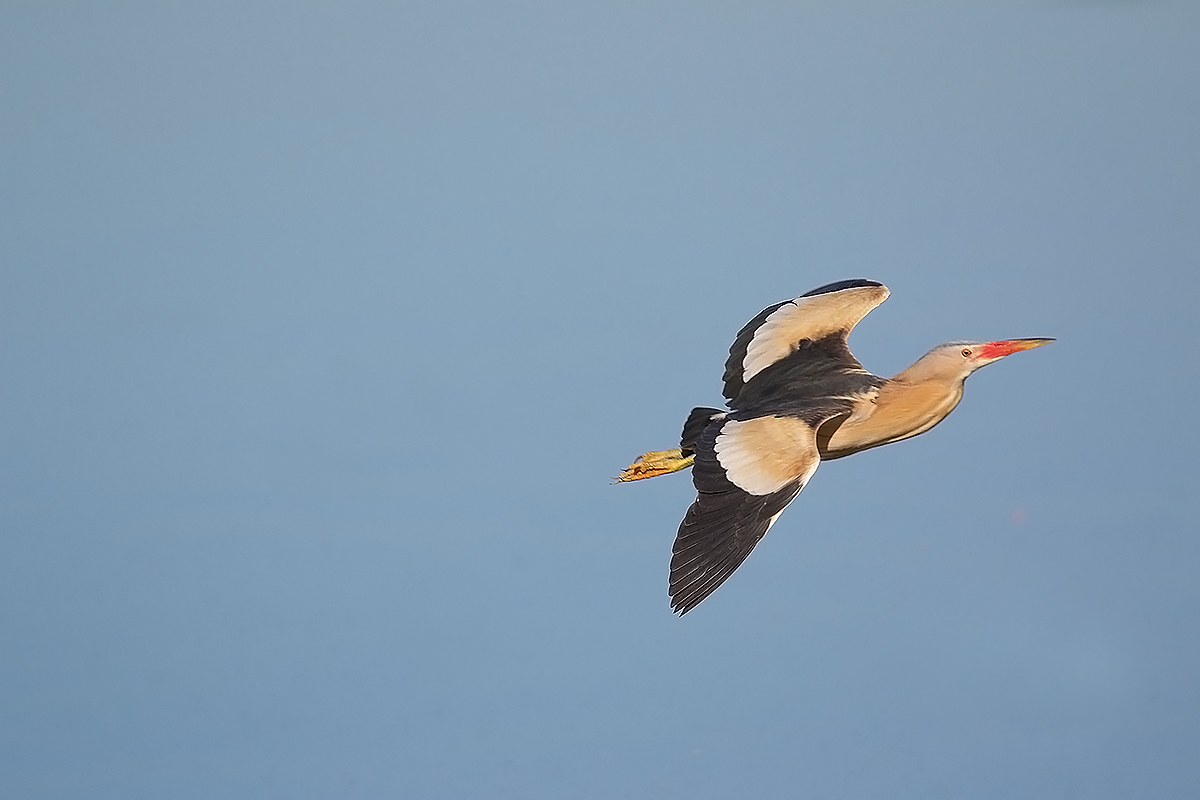 il volo del tarabusino