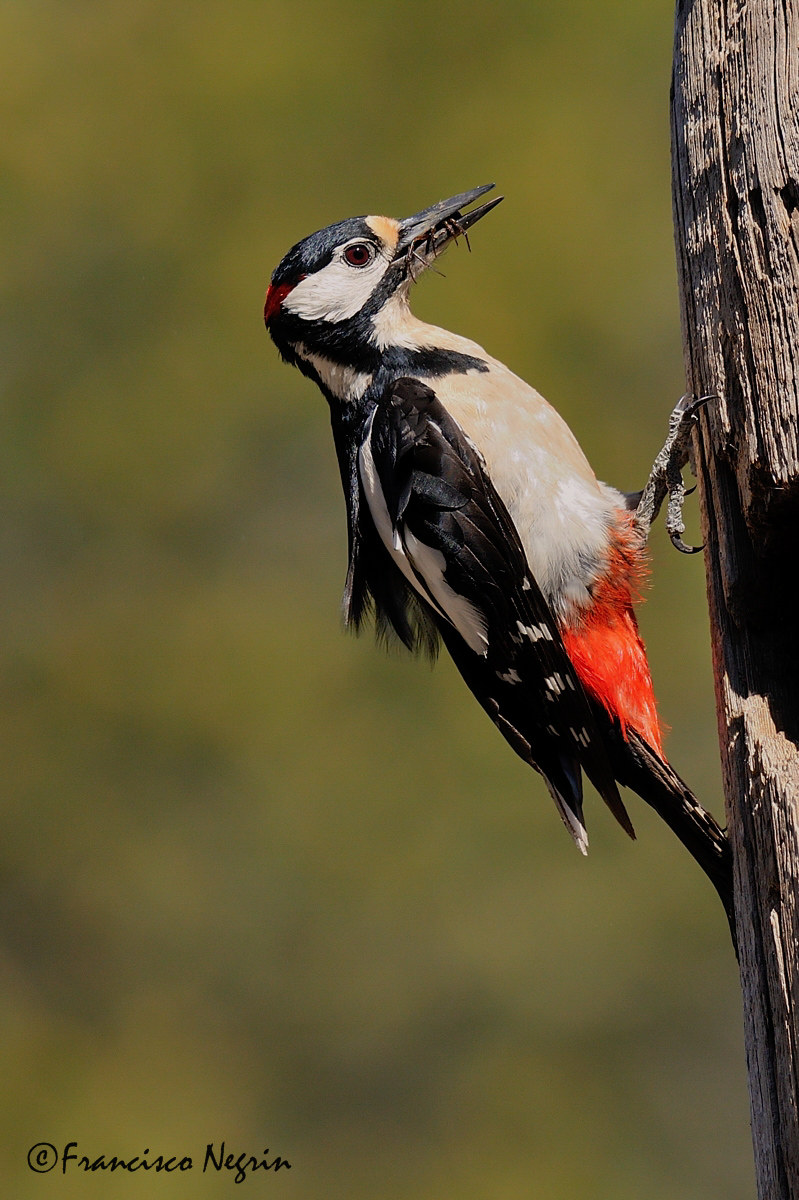 Woodpecker