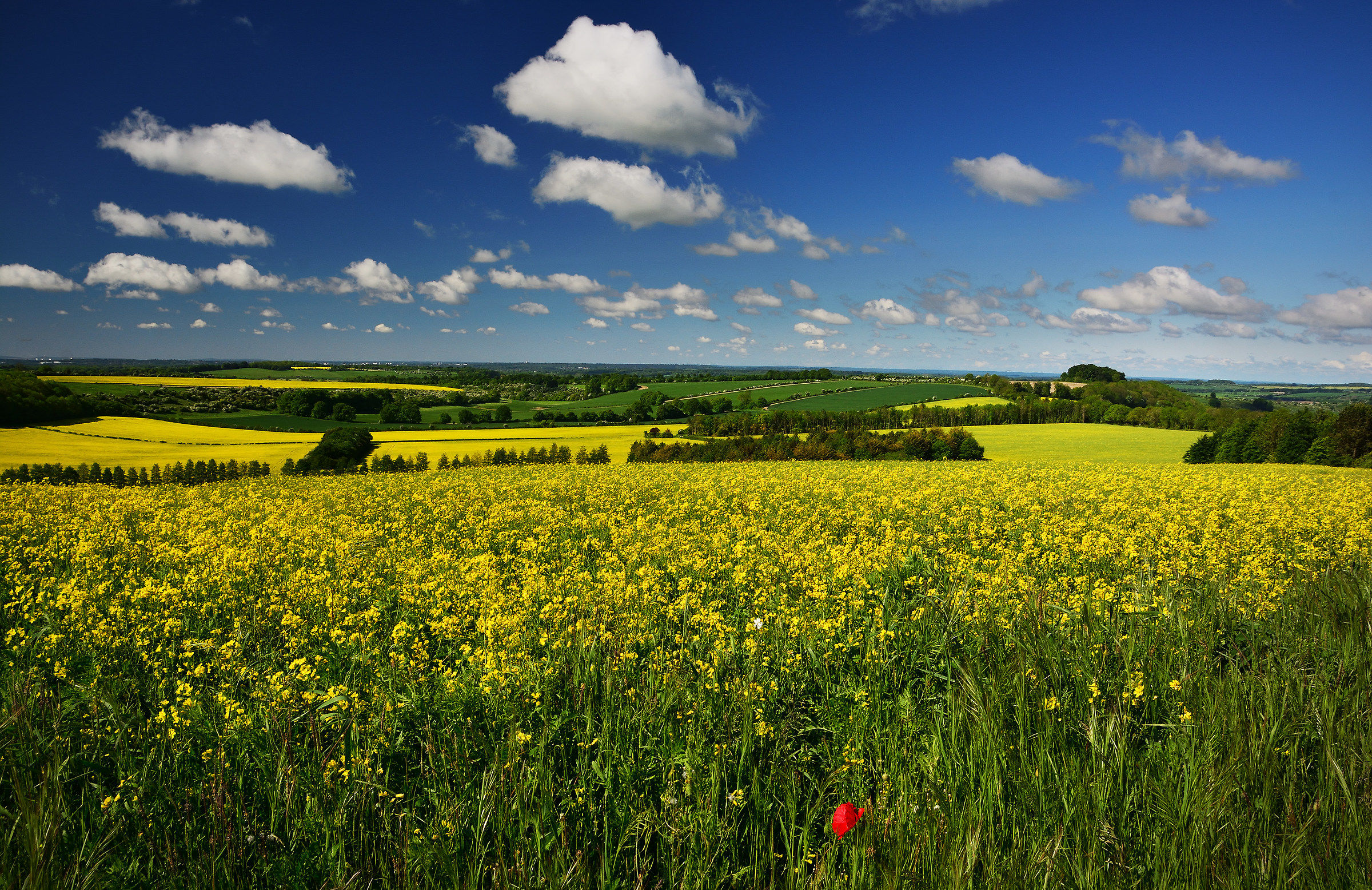 Walking the South Downs Way!