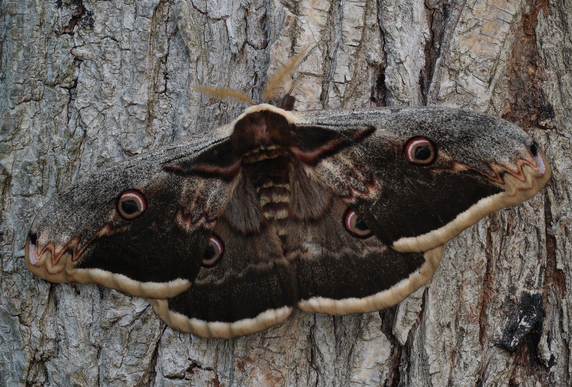 Saturnia Pyri la falena più grande d' Italia