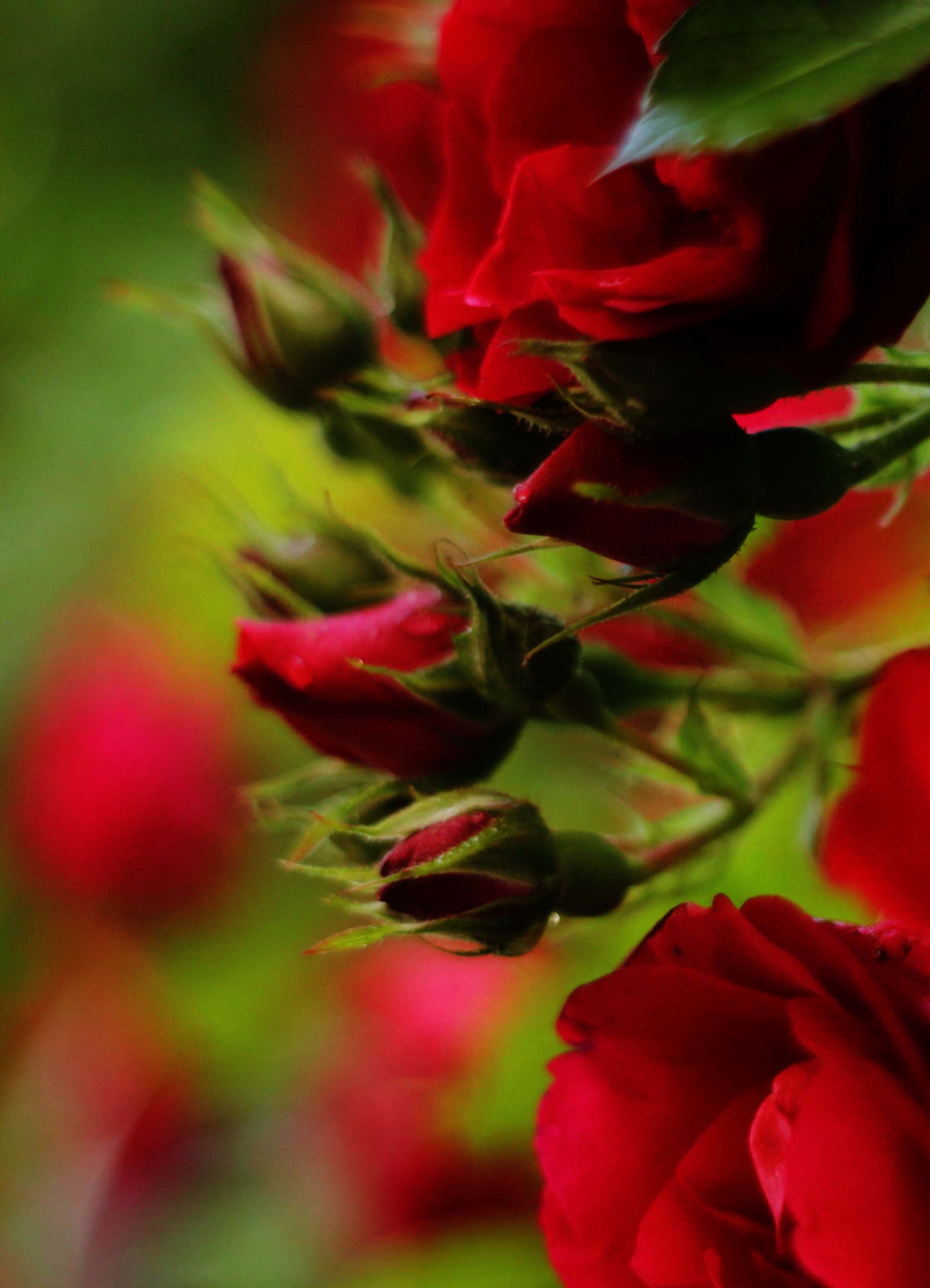 He had opened the folds of her red dress.