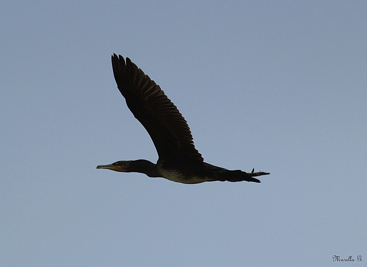 Cormorano