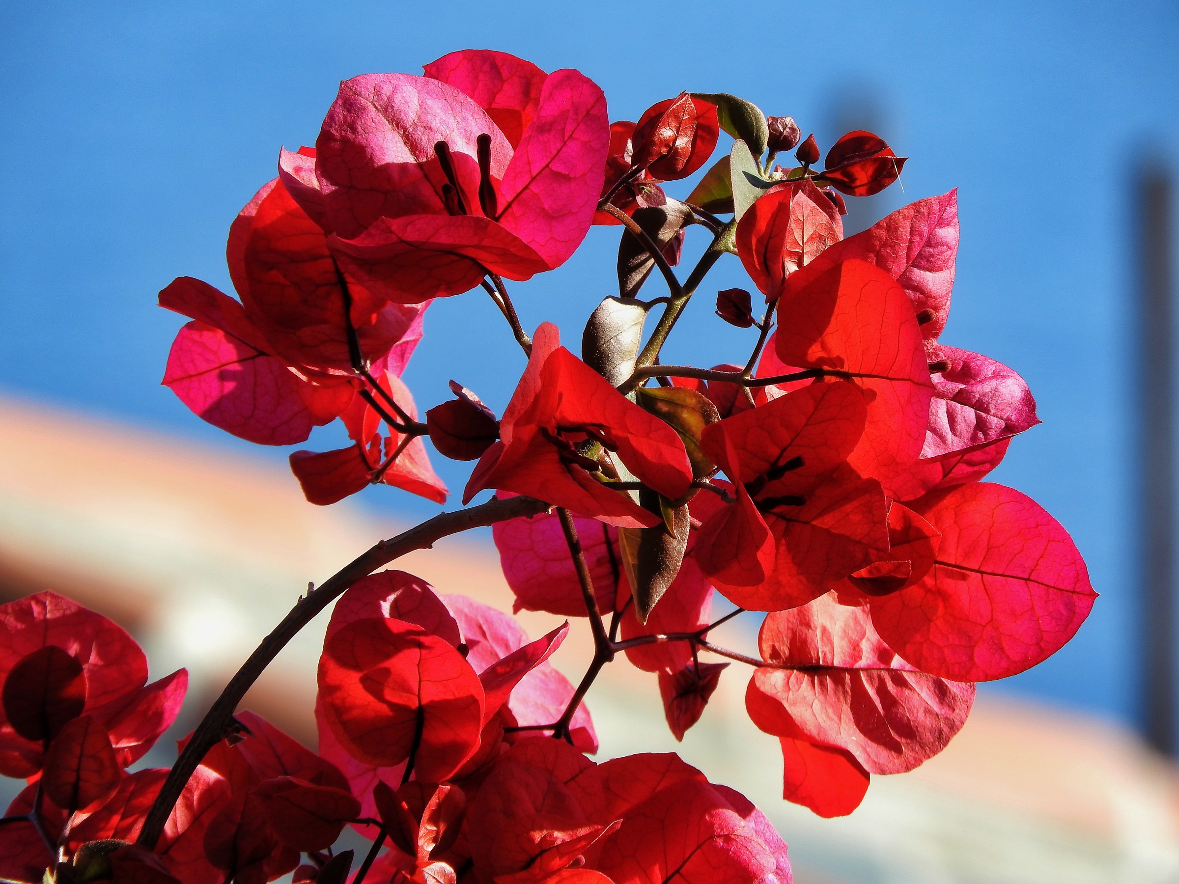 Fioritura di Maggio..