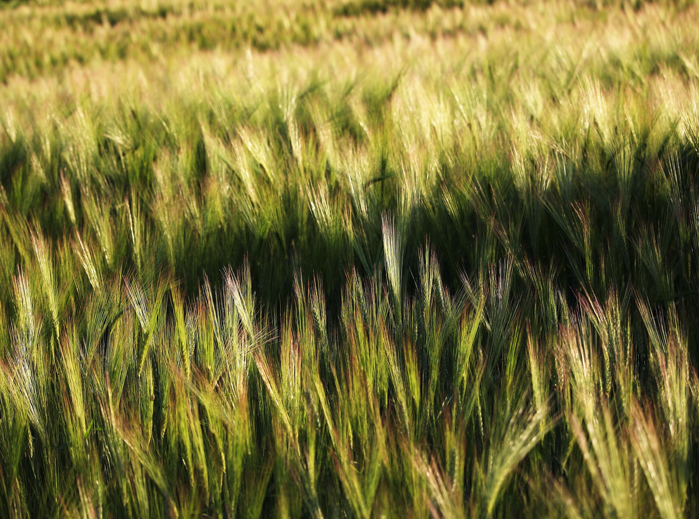 Wheat field
