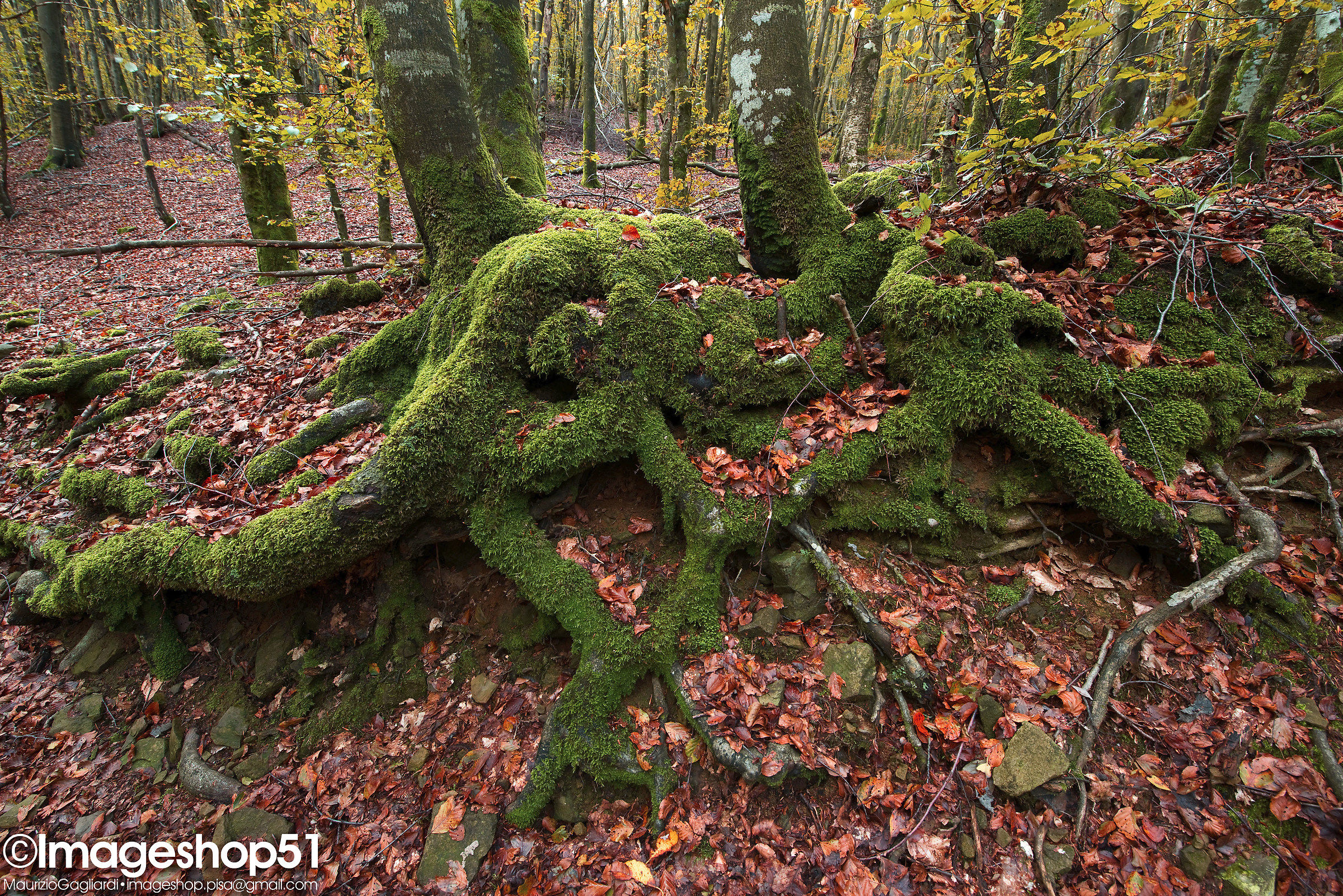 surroundings Florence