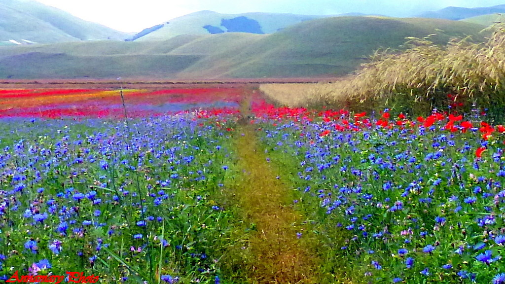 Castelluccio