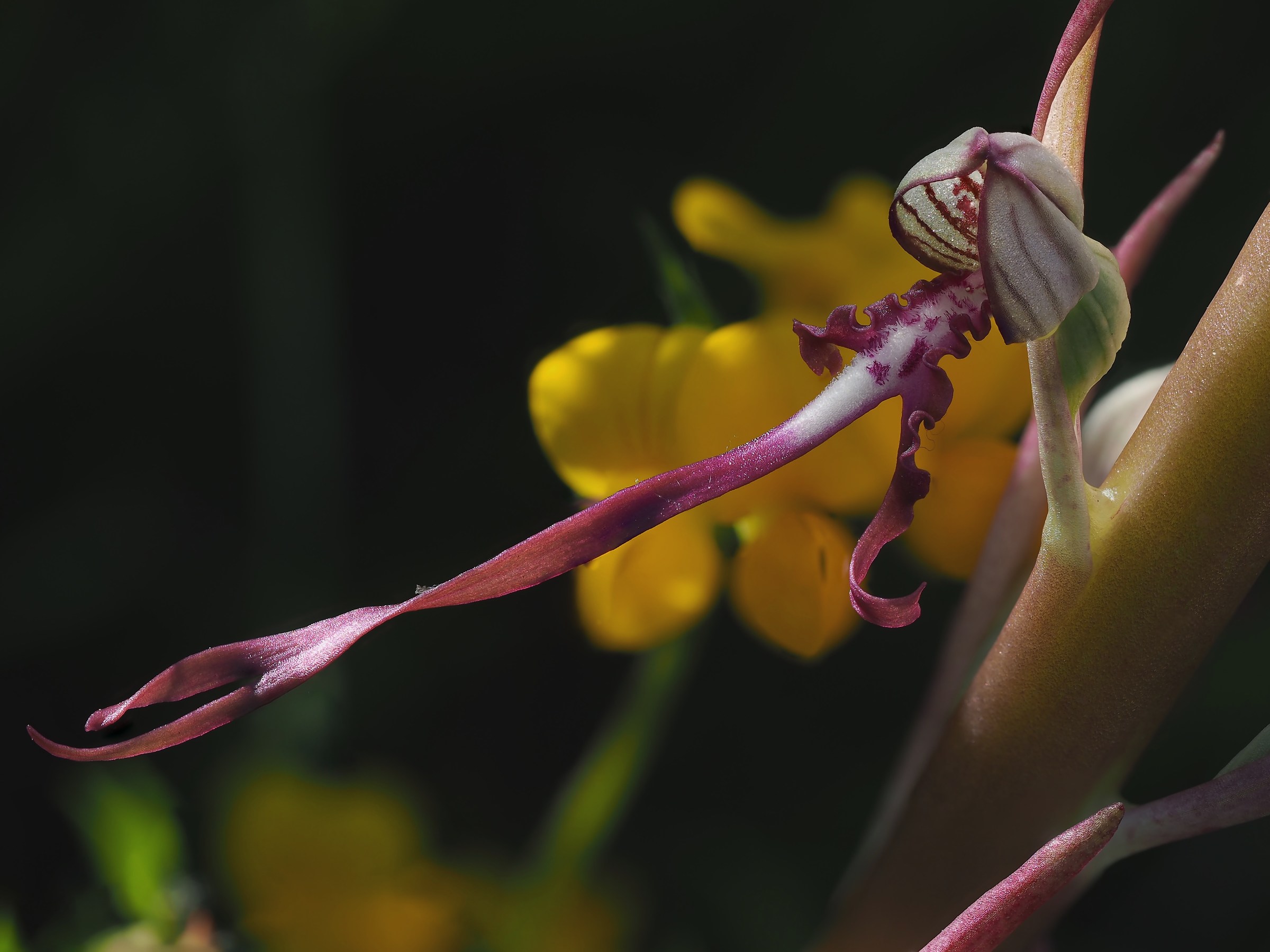 Himantoglossum adriaticum 2