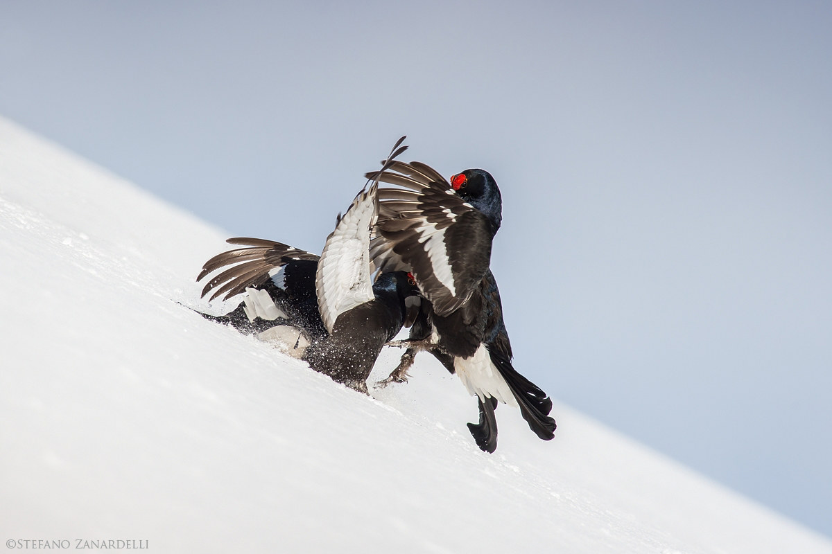Gallo Forcello...il combattimento