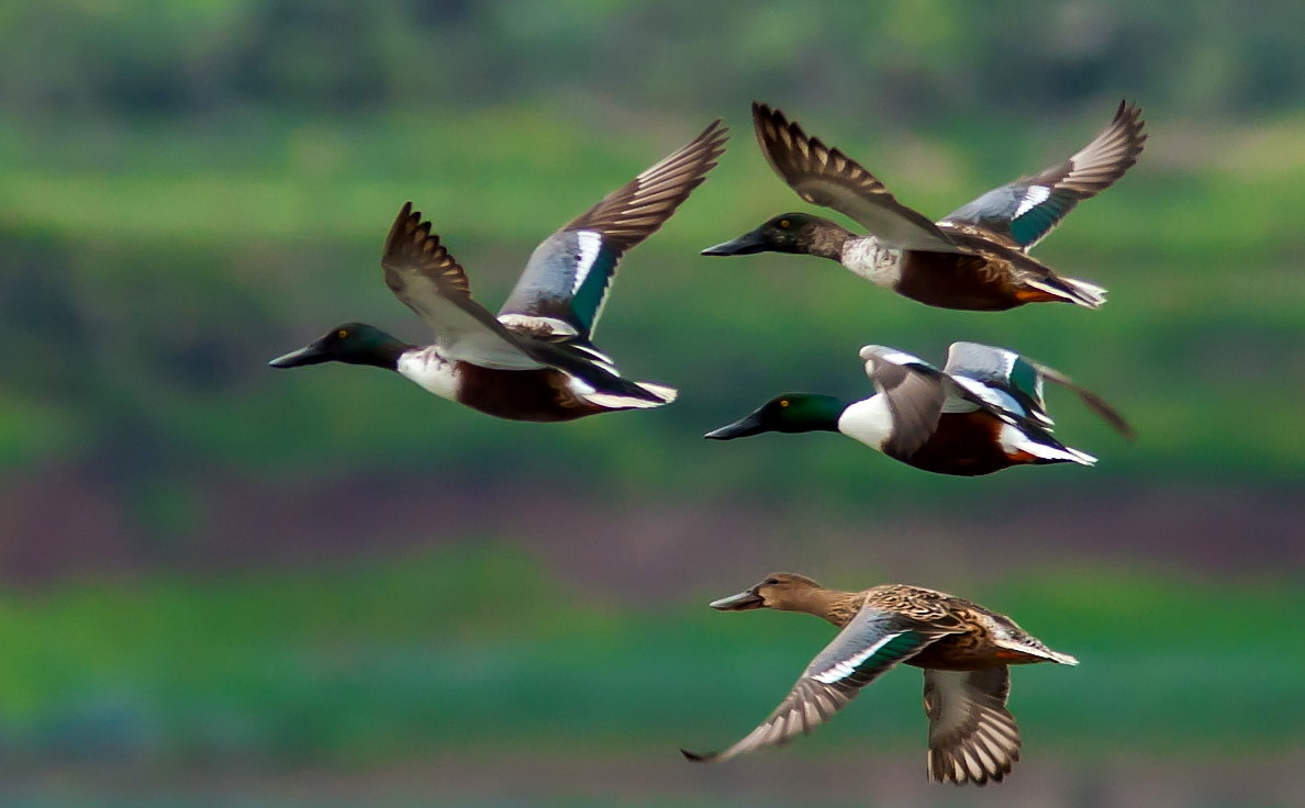 Il volo dei mestoloni