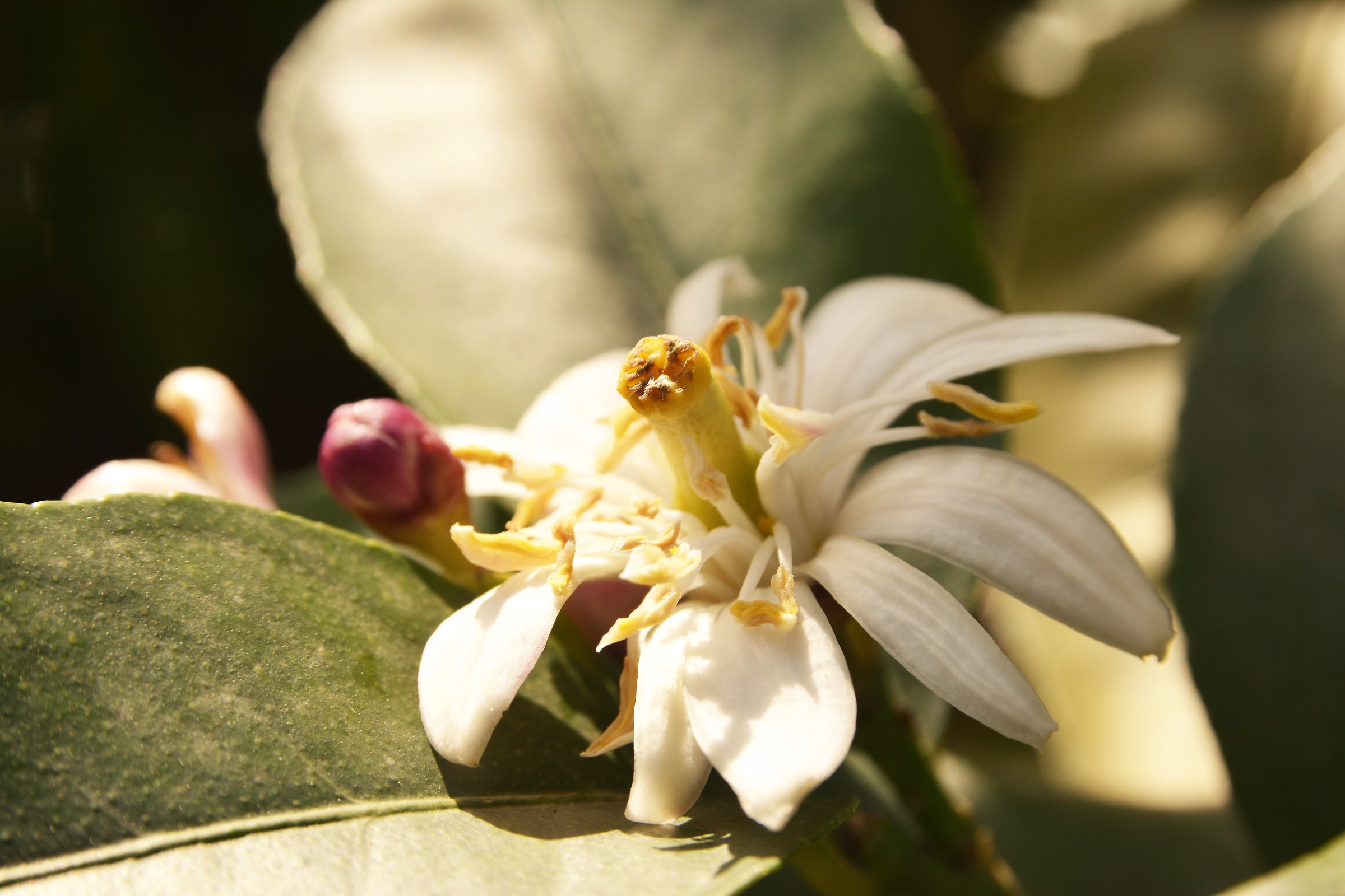 Lemon flower