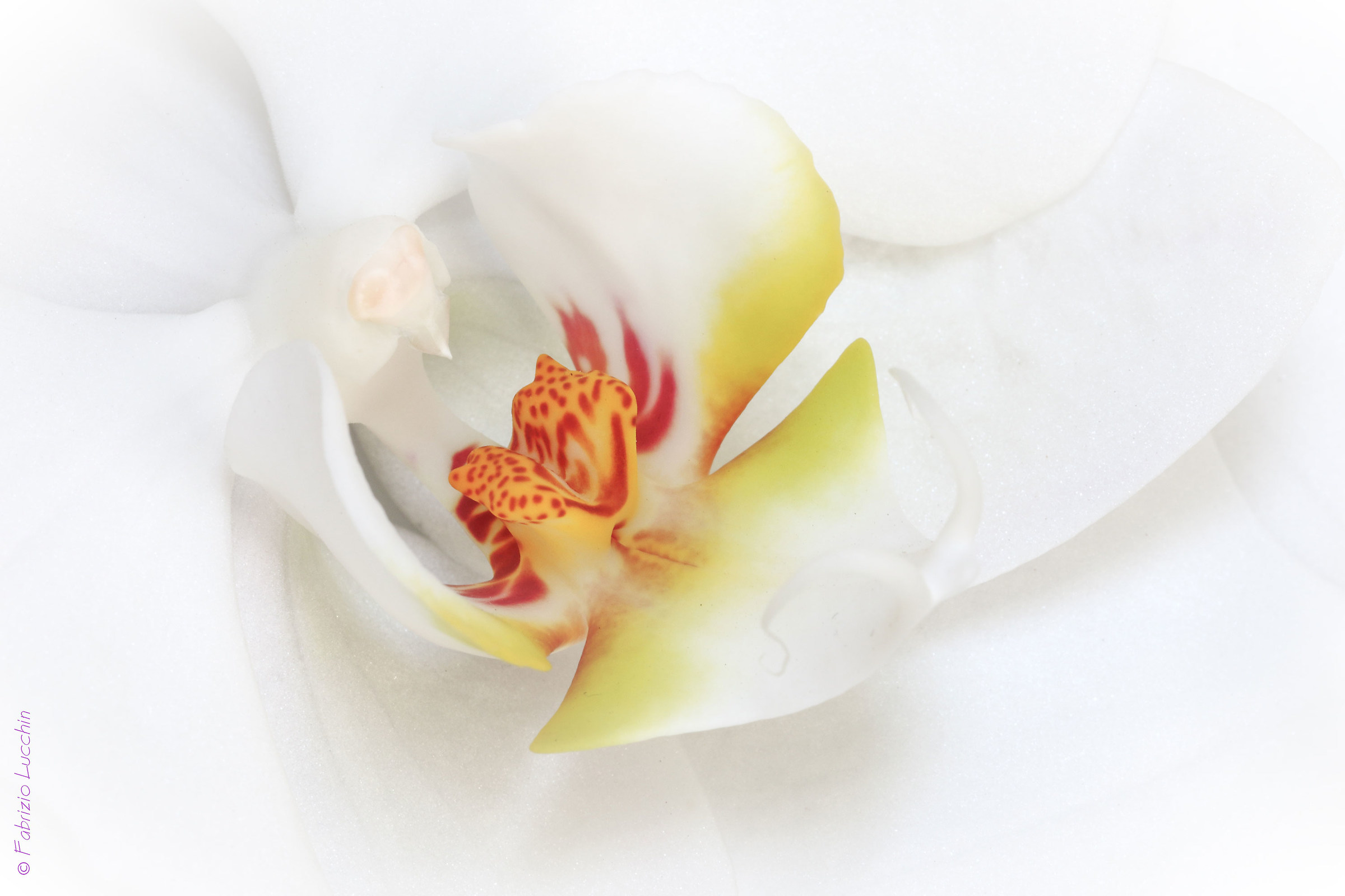 Orchidea Phalaeonopsis