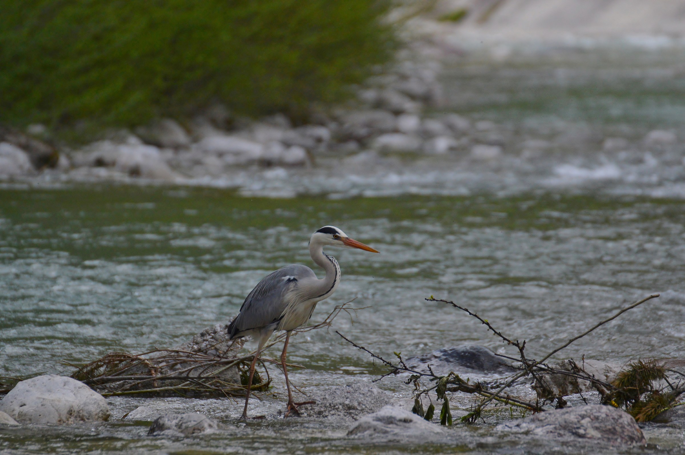 gray heron - May 2016