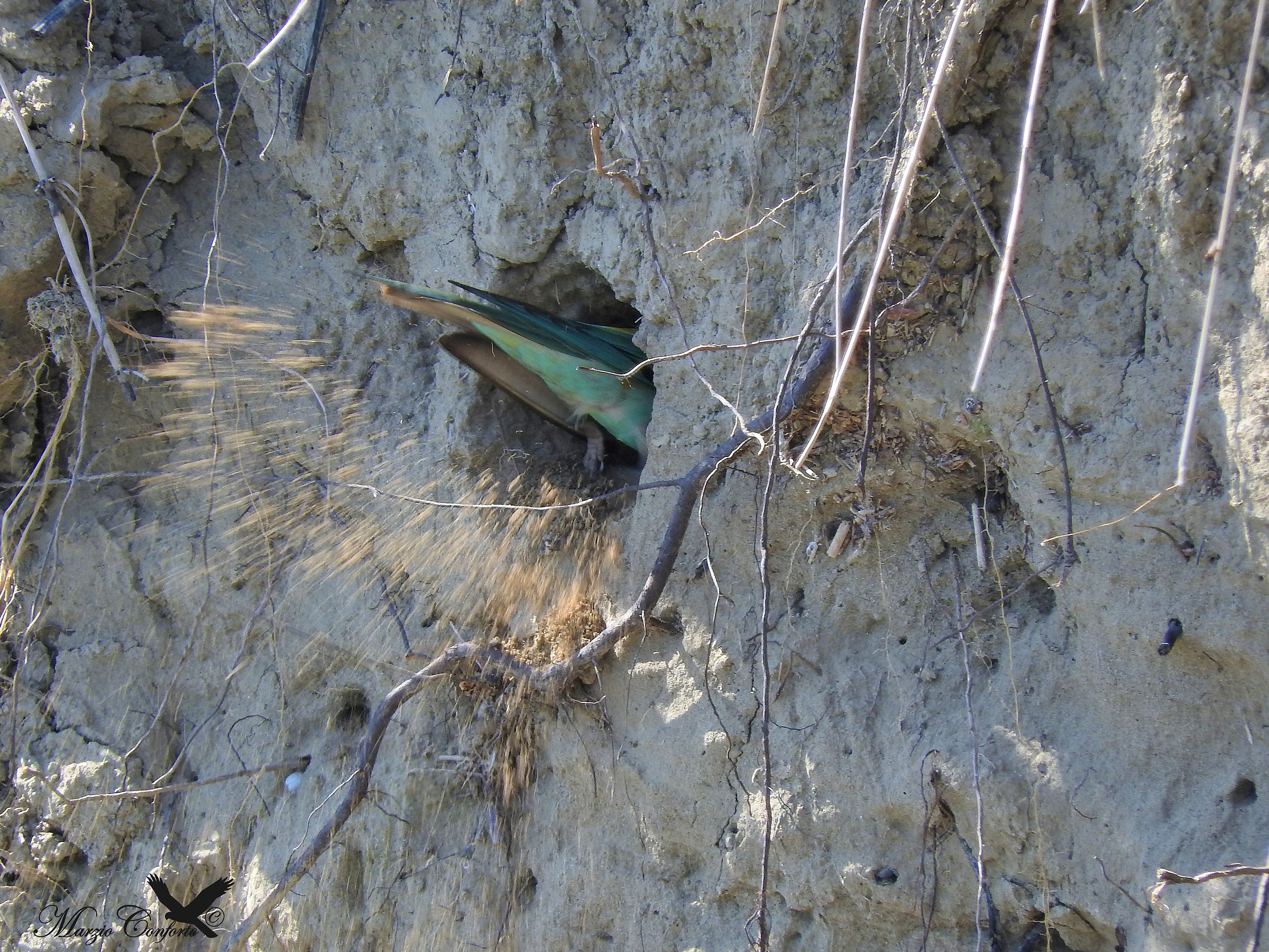 Bee-eater digs the nest