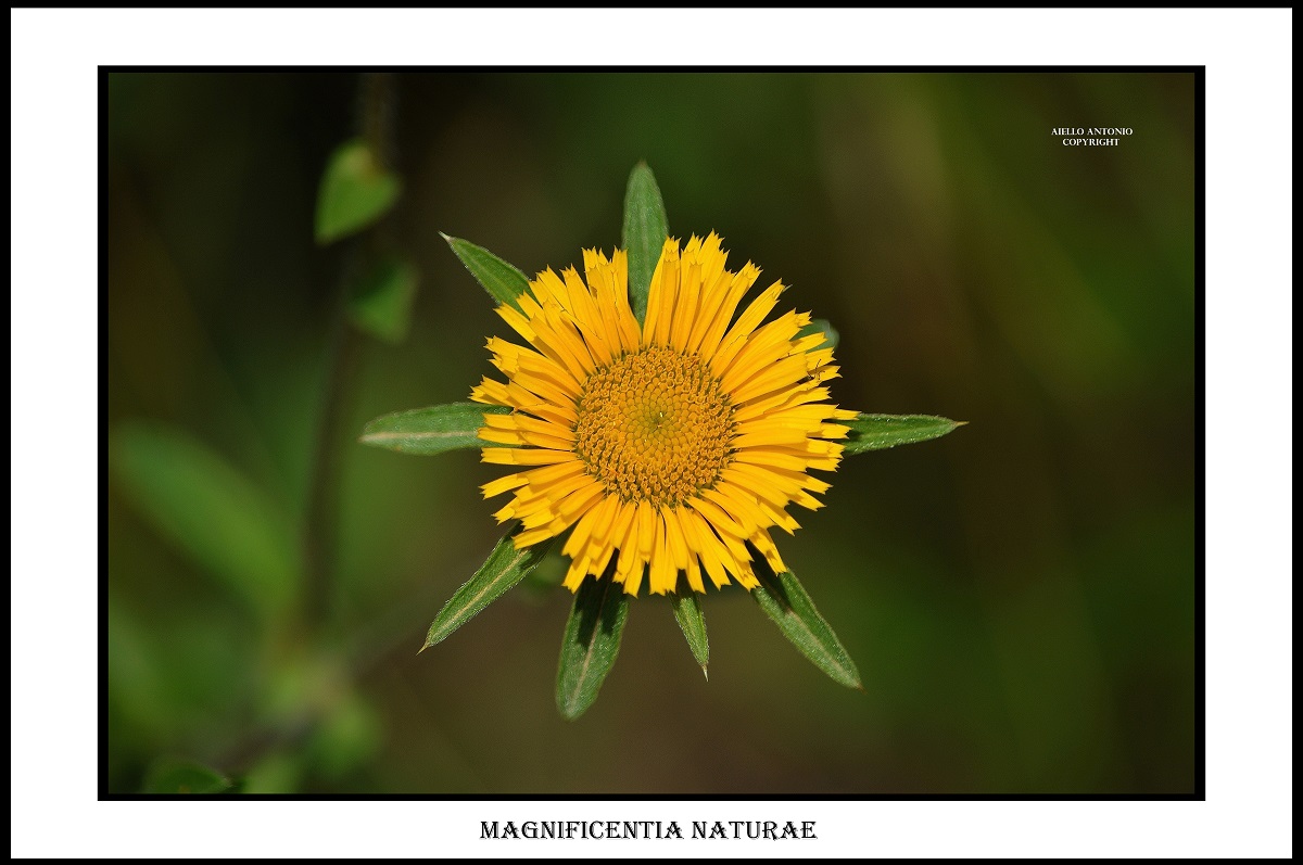 Magnificentia naturae