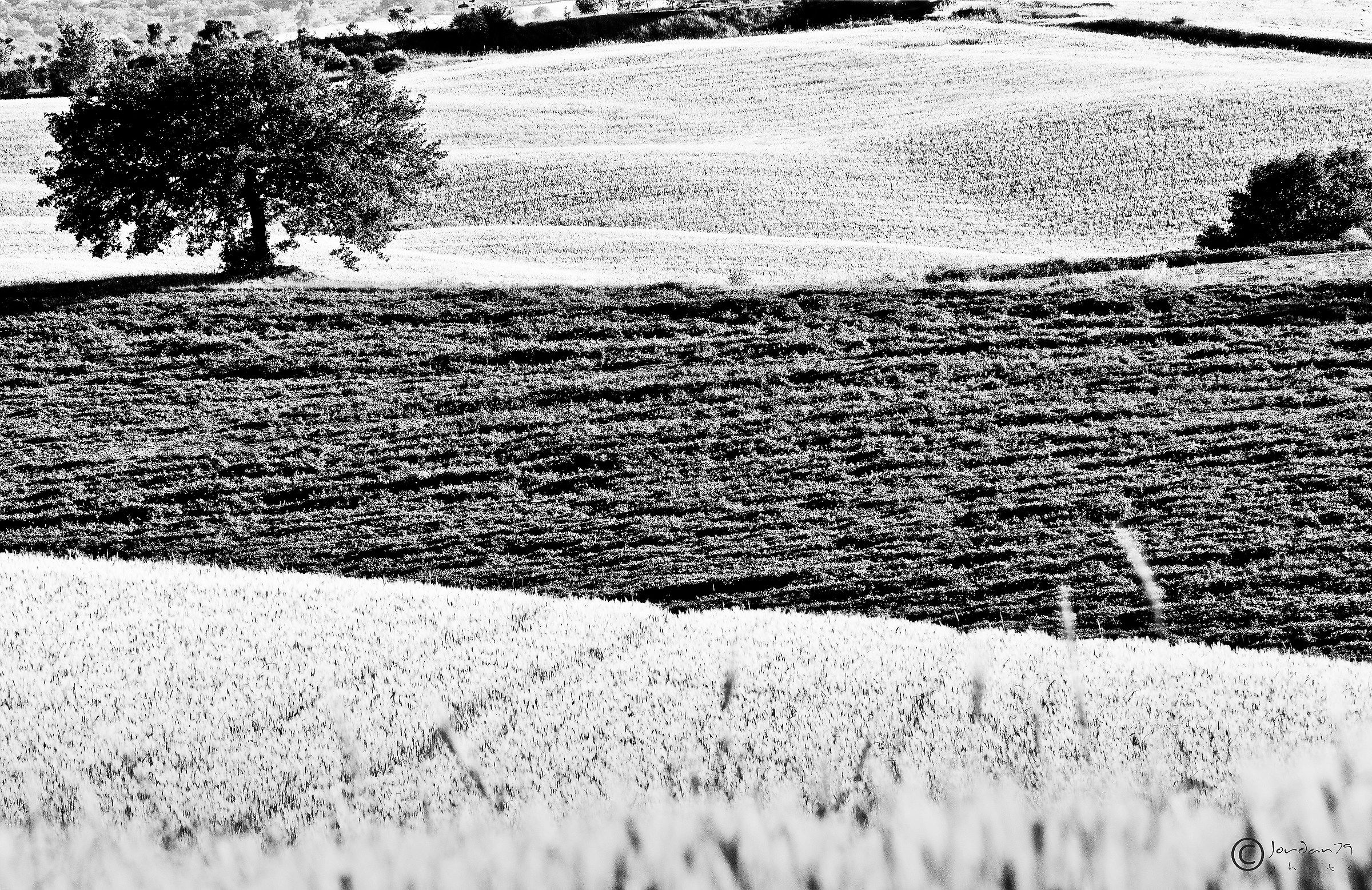 Lonely at the Val D'Orcia B / W