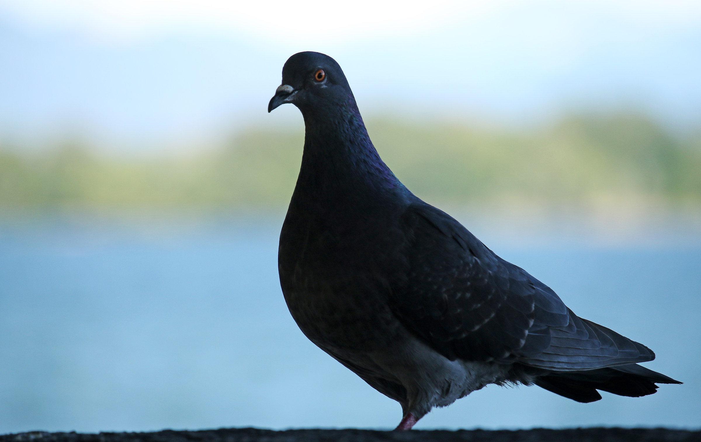 pigeon