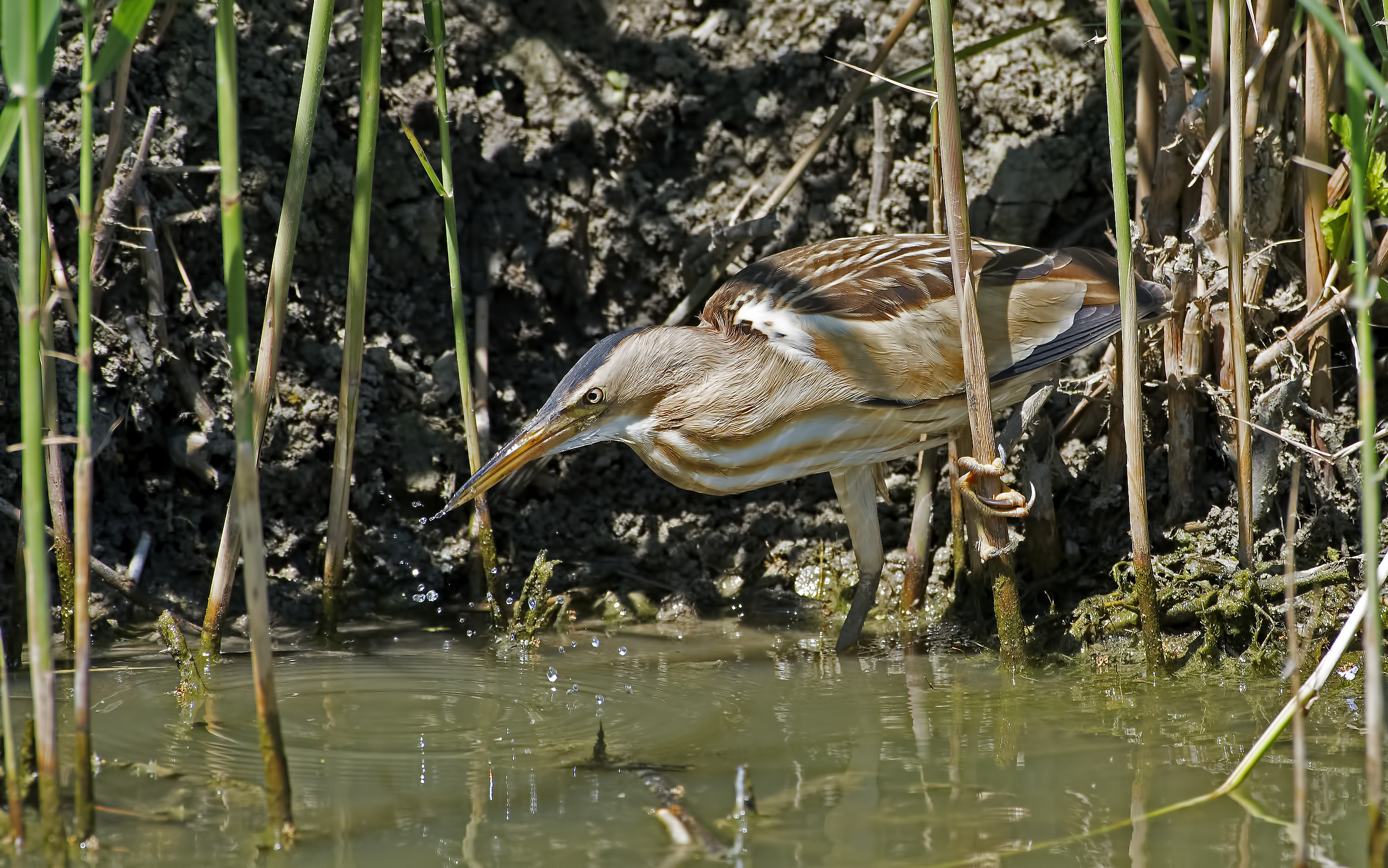 Bittern!