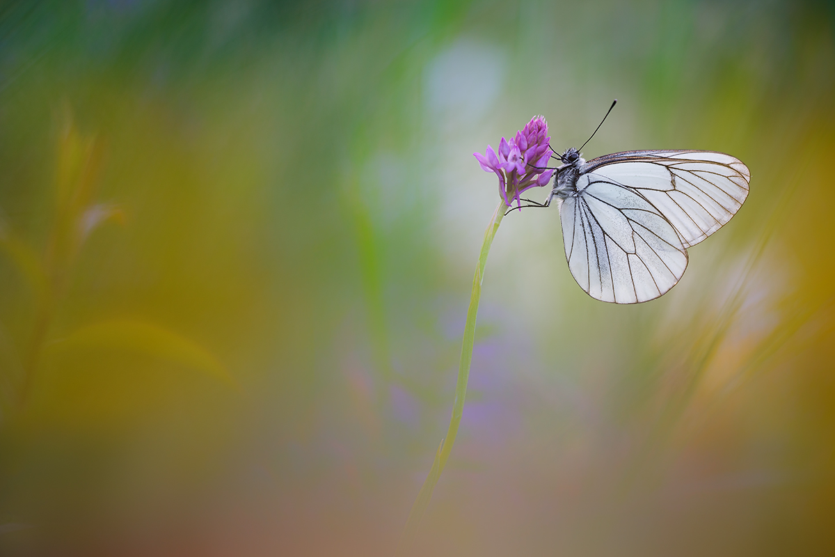 L'aporia e il suo mondo
