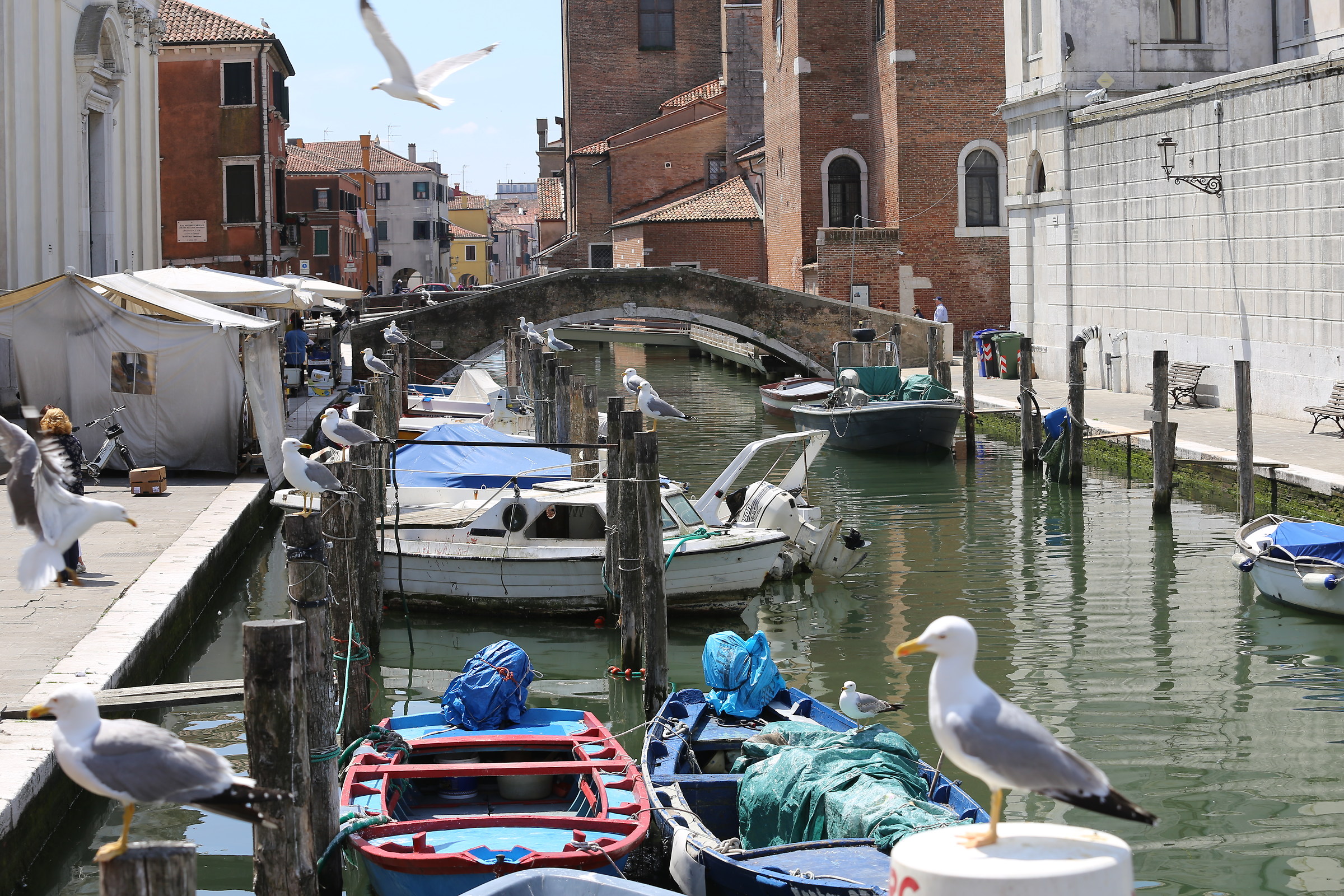 raduno di gabbiani -Chioggia