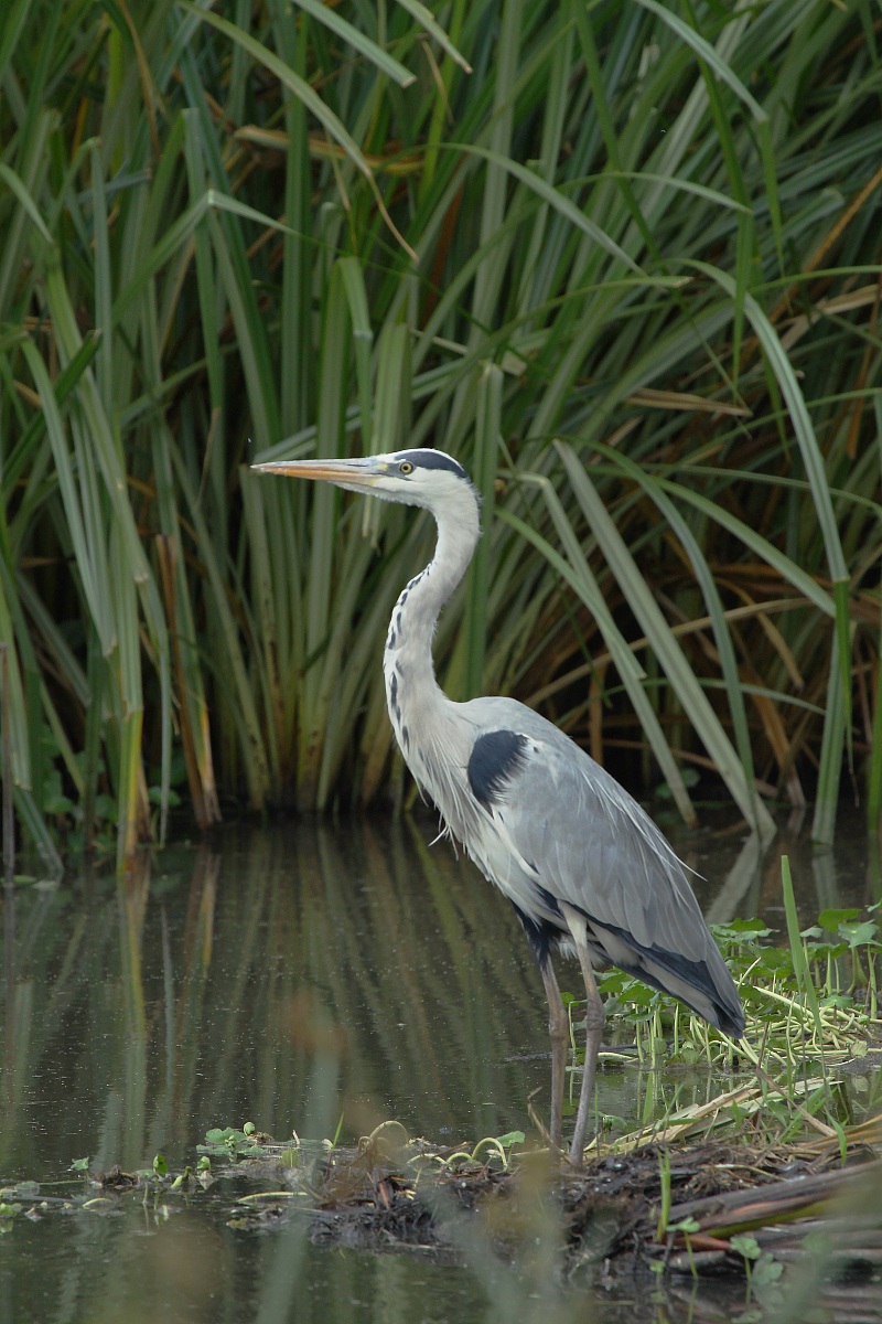 Grey Heron