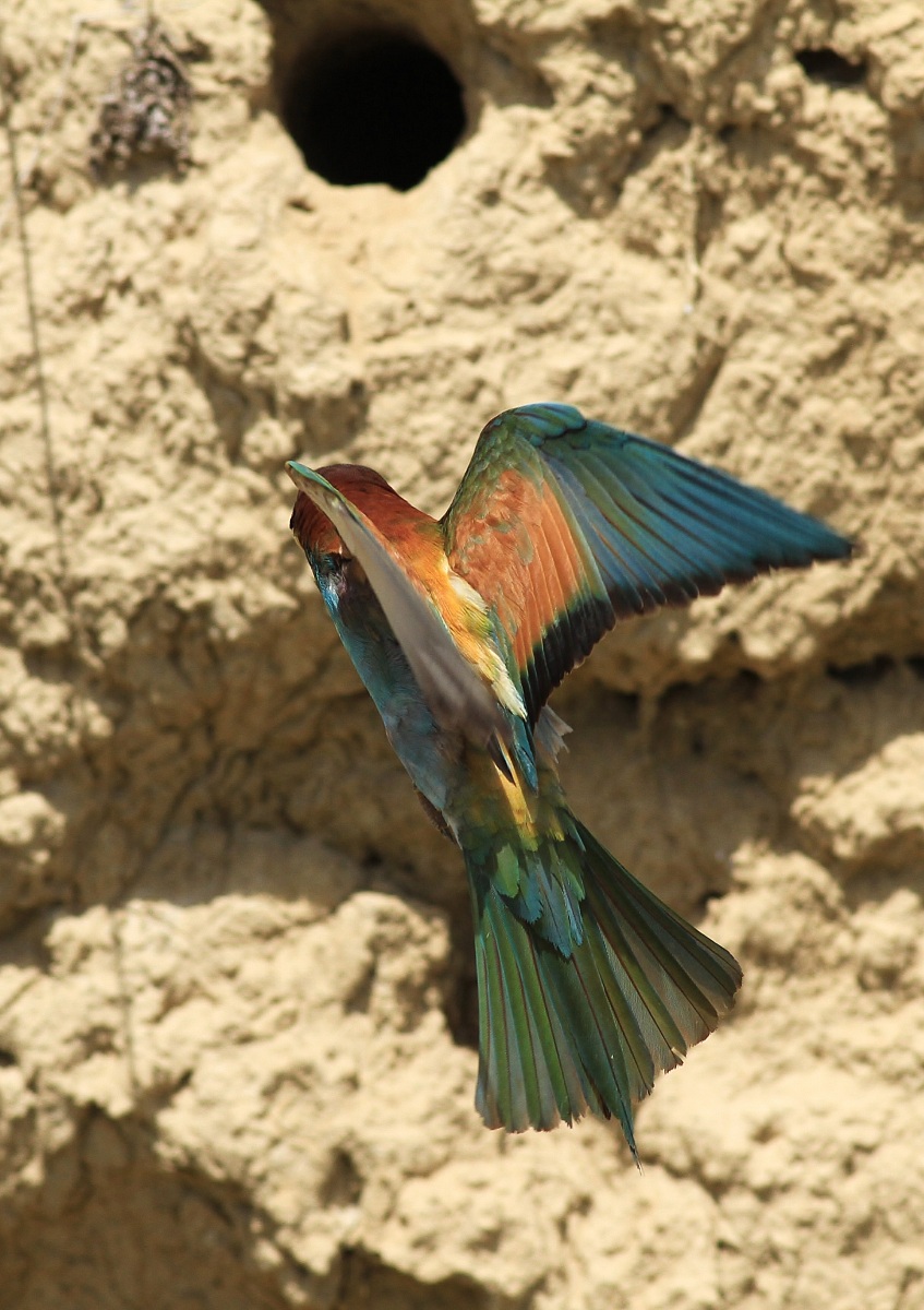 To the nest .........