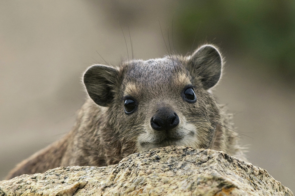 Procavia rocks - Tanzania Seronera