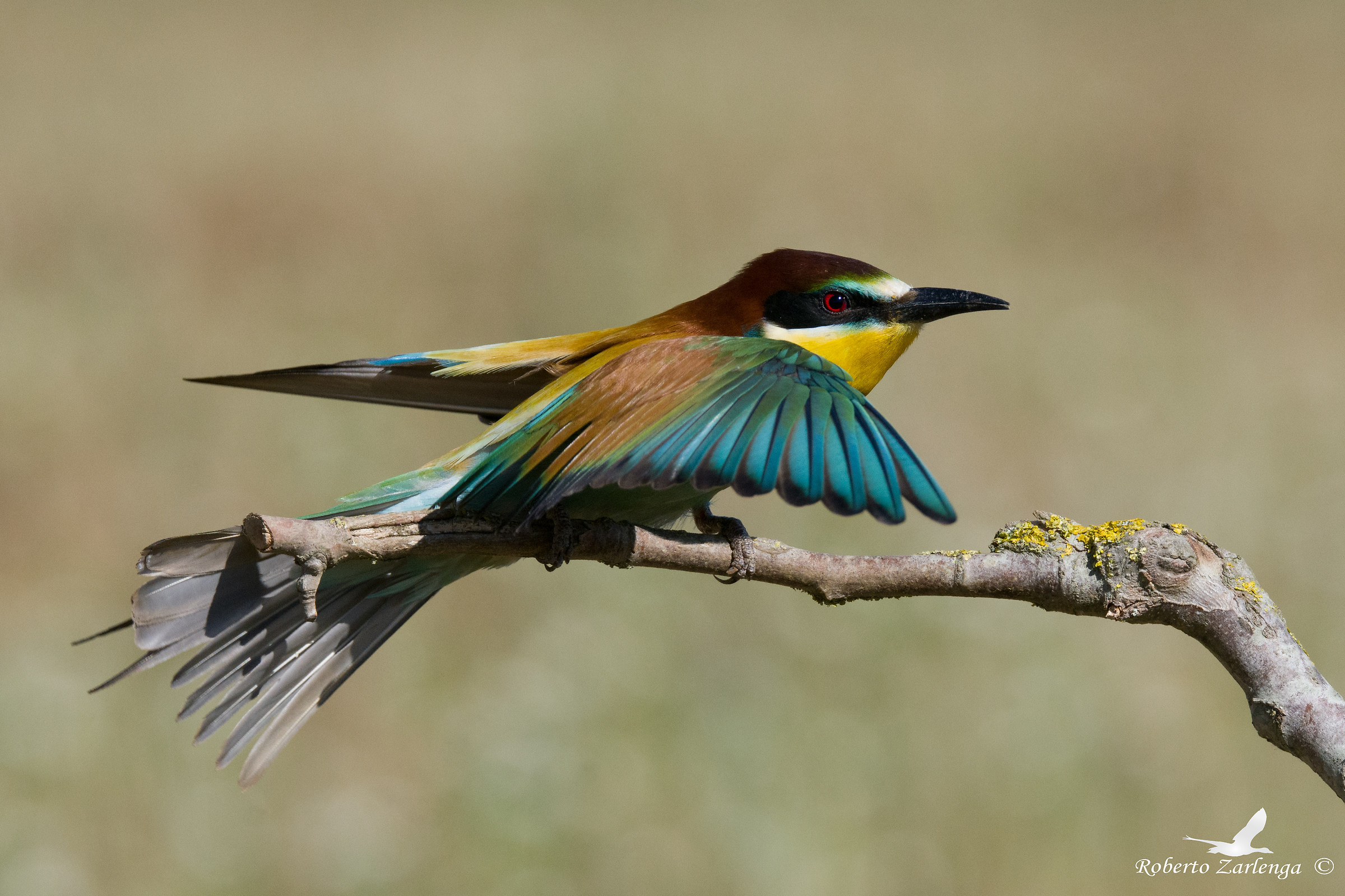 Bee Eater