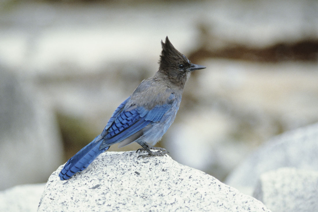 stellers Jay