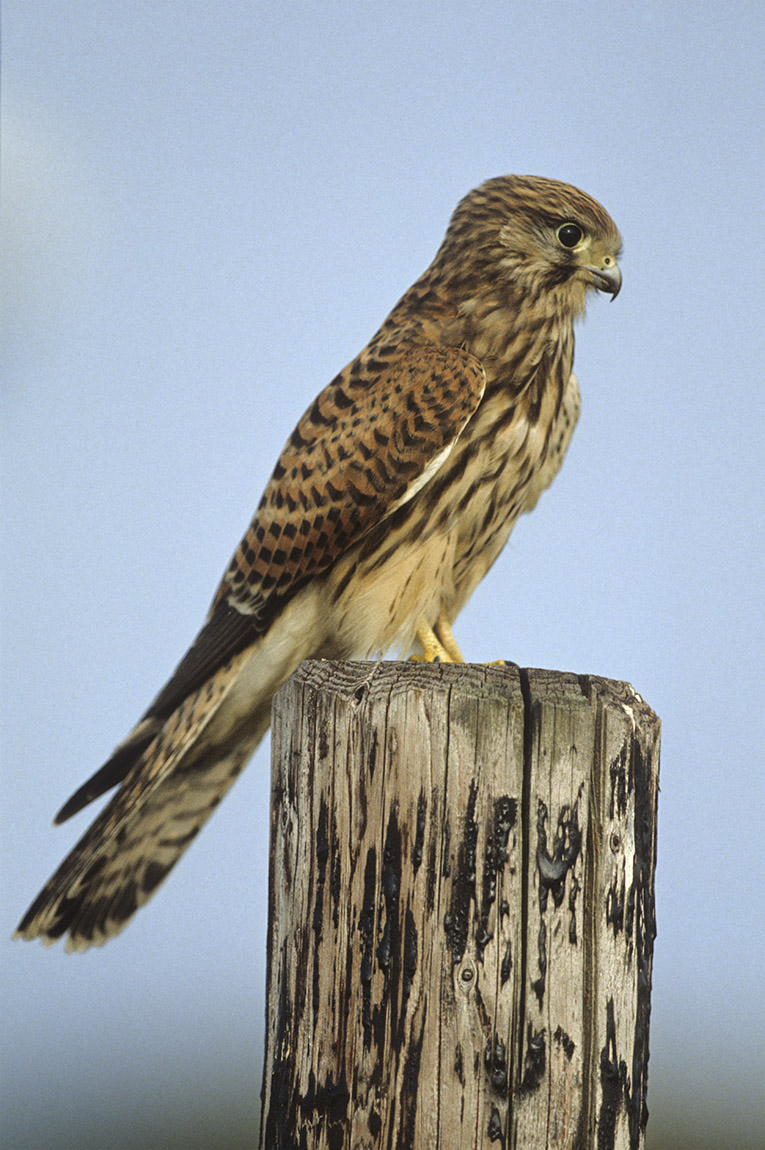 Kestrel