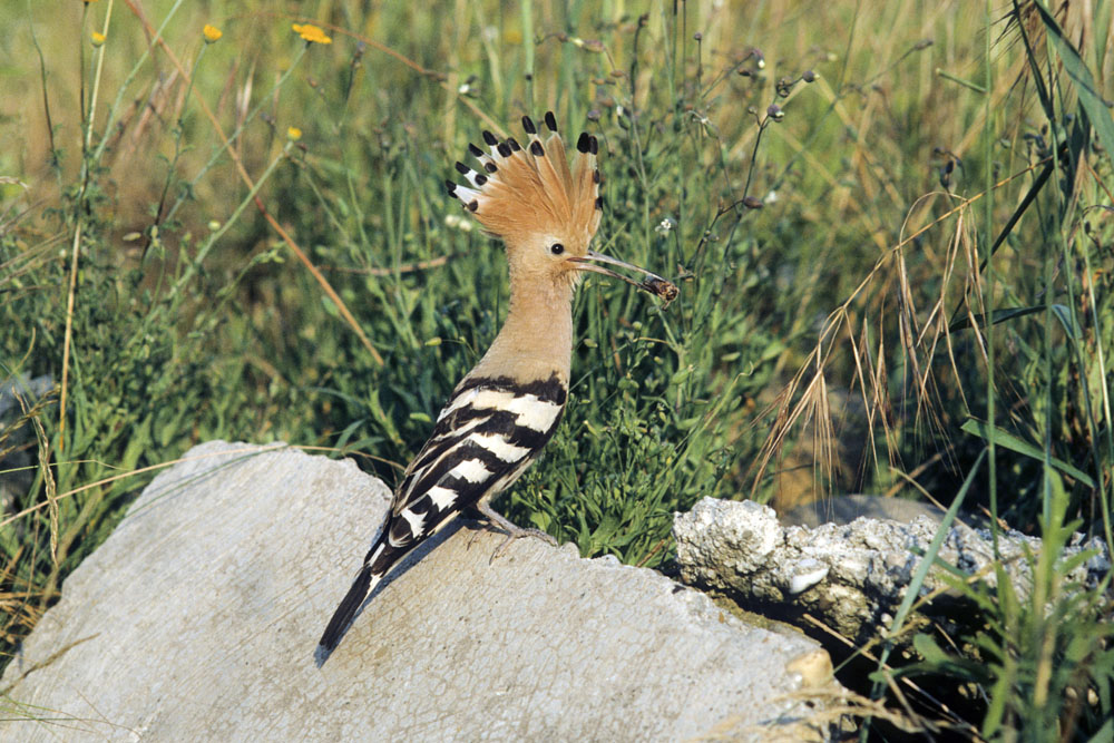 Hoopoe