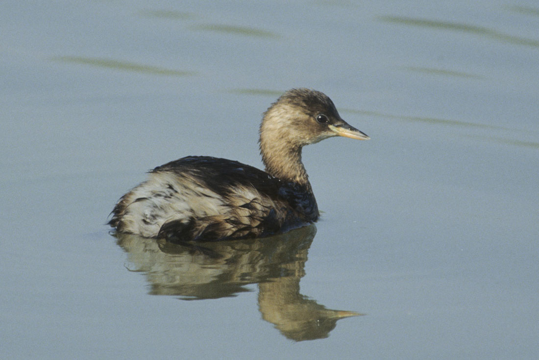 Little grebe