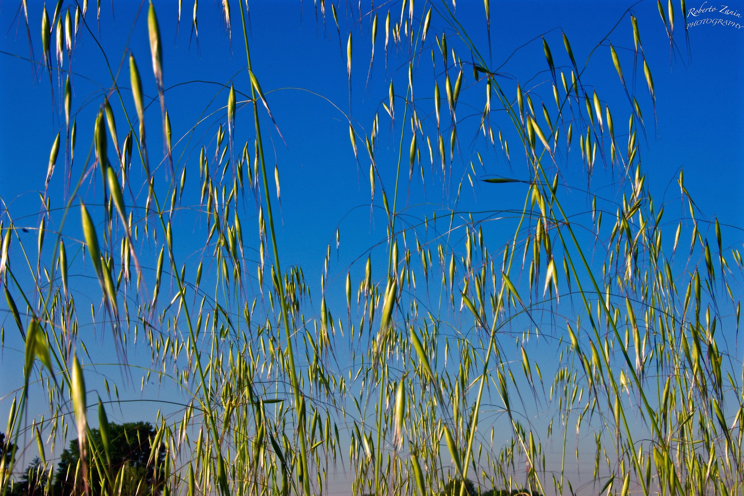 Lying on the grass ...