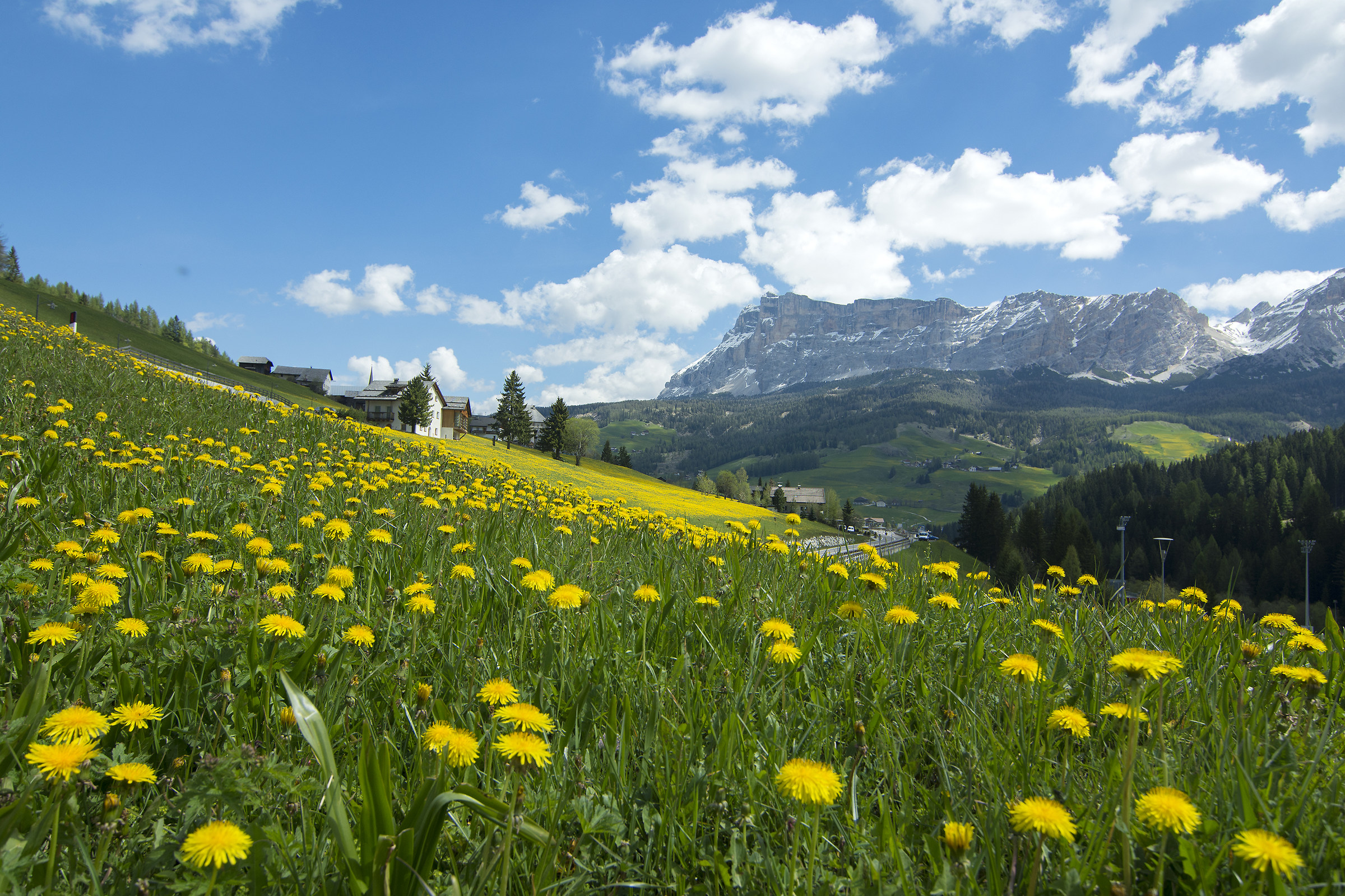 Flowering meadows