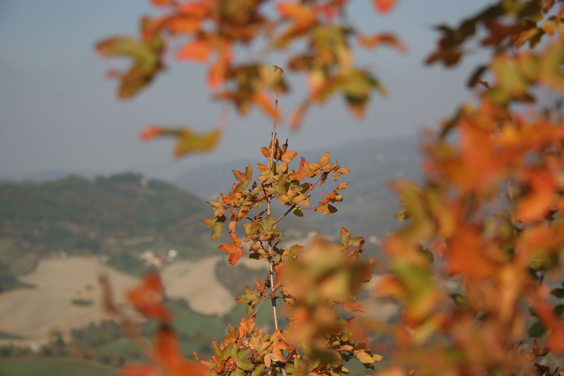 Autumn at Monte Bibele