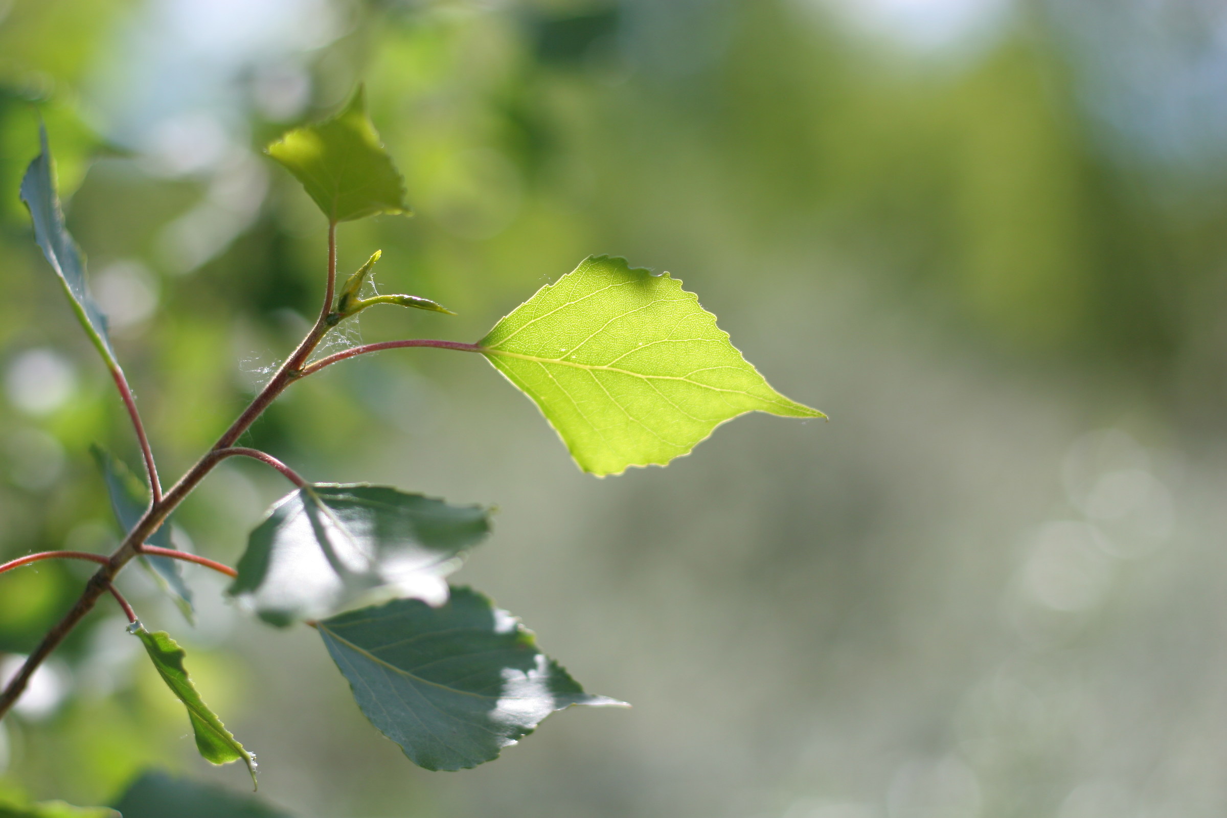 Leaf at Valle Sillaro