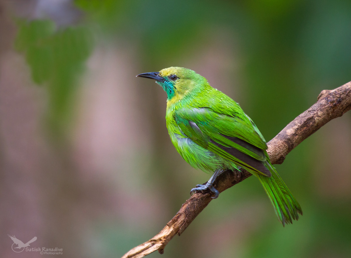 Beautiful lady.... Jerdon's Leafbird