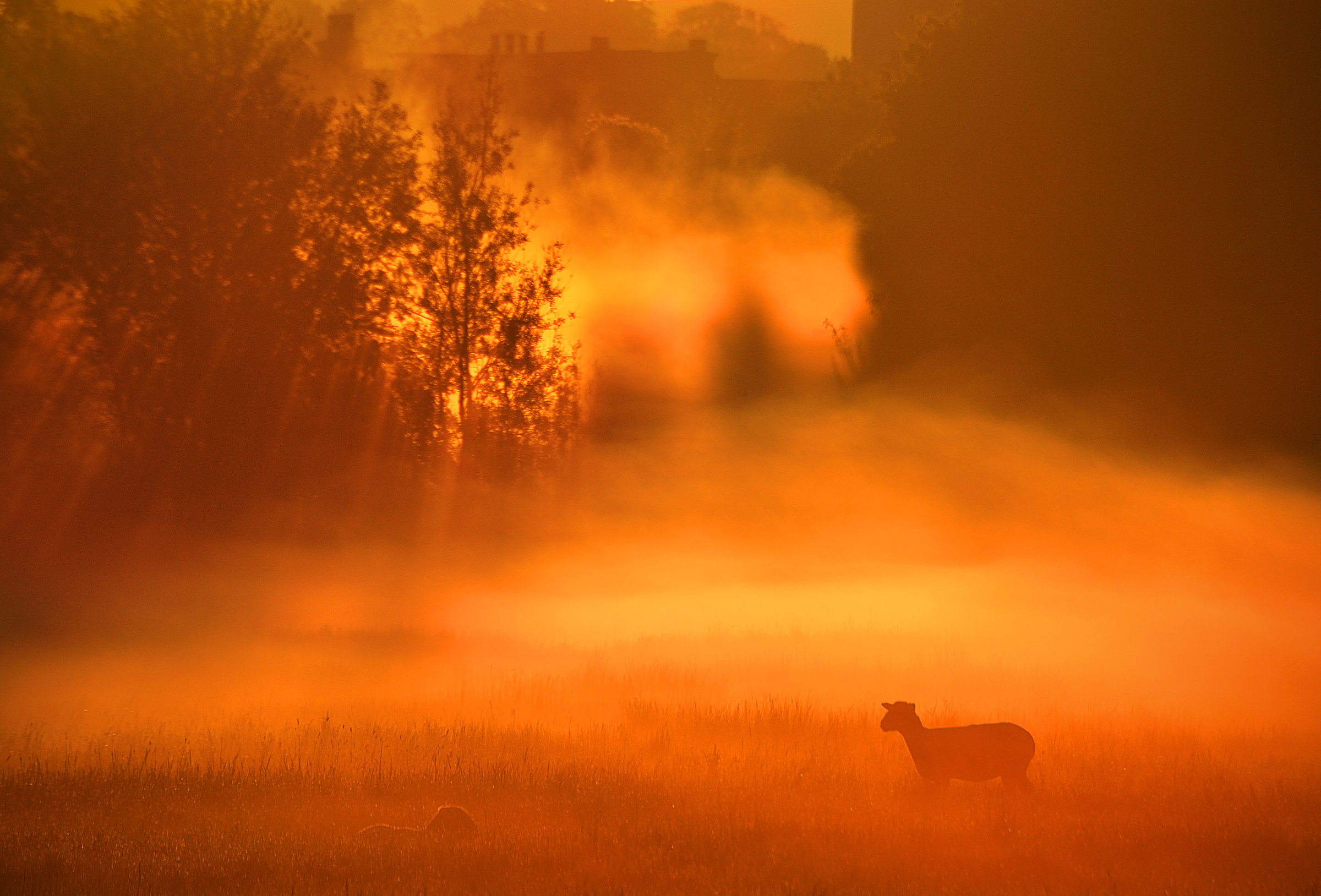 Sheep In Seas of Sunrise Mist