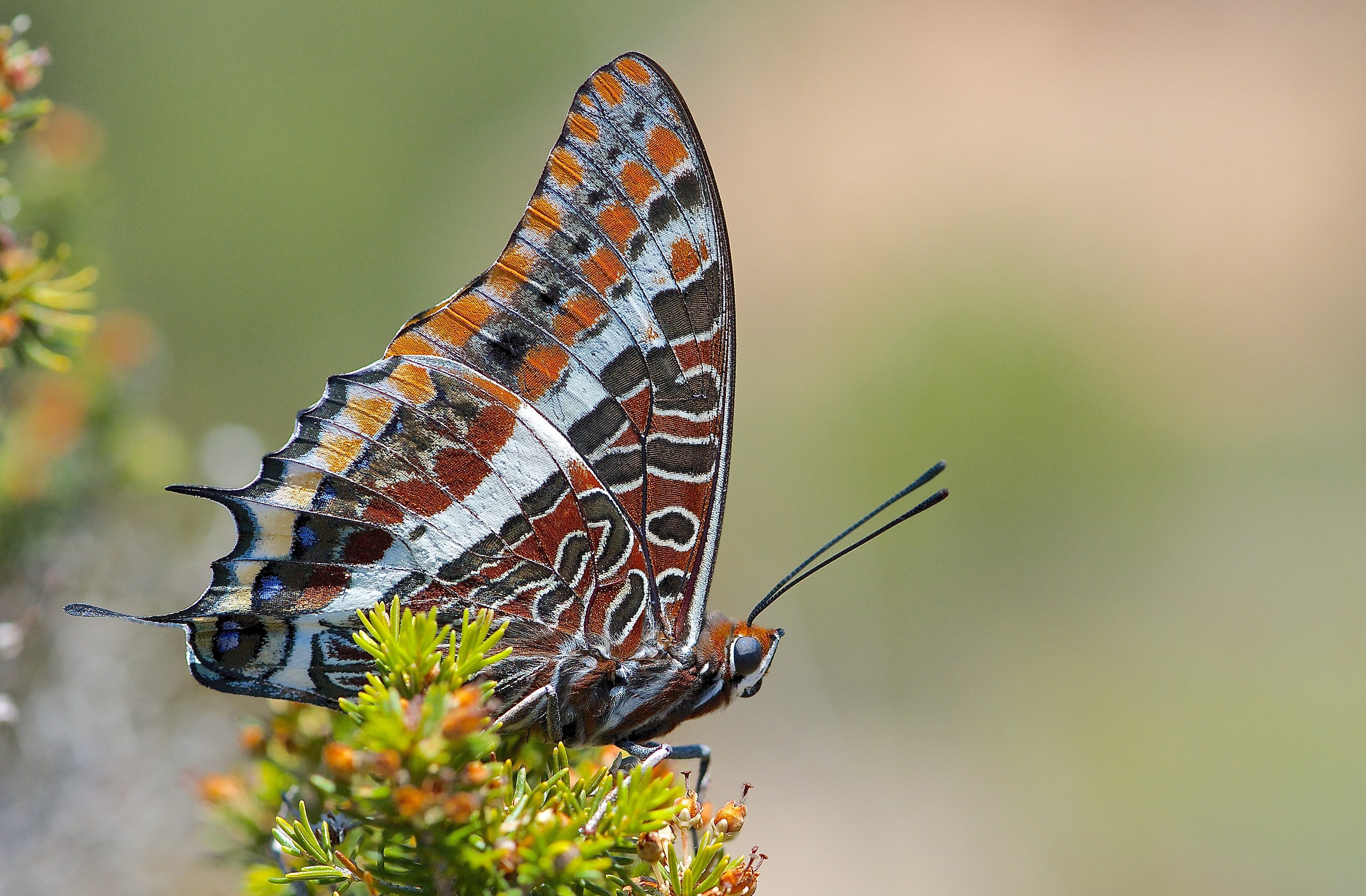 Charaxes jasius