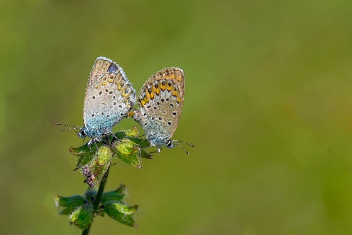 Yin & Yang...........