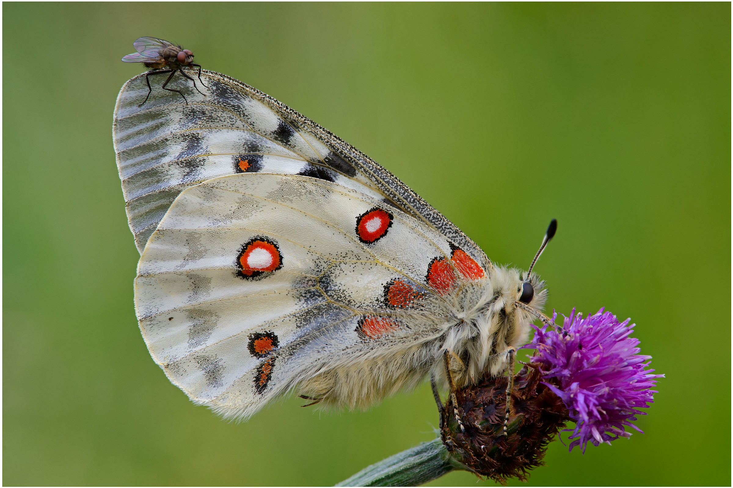Parnassius apollo