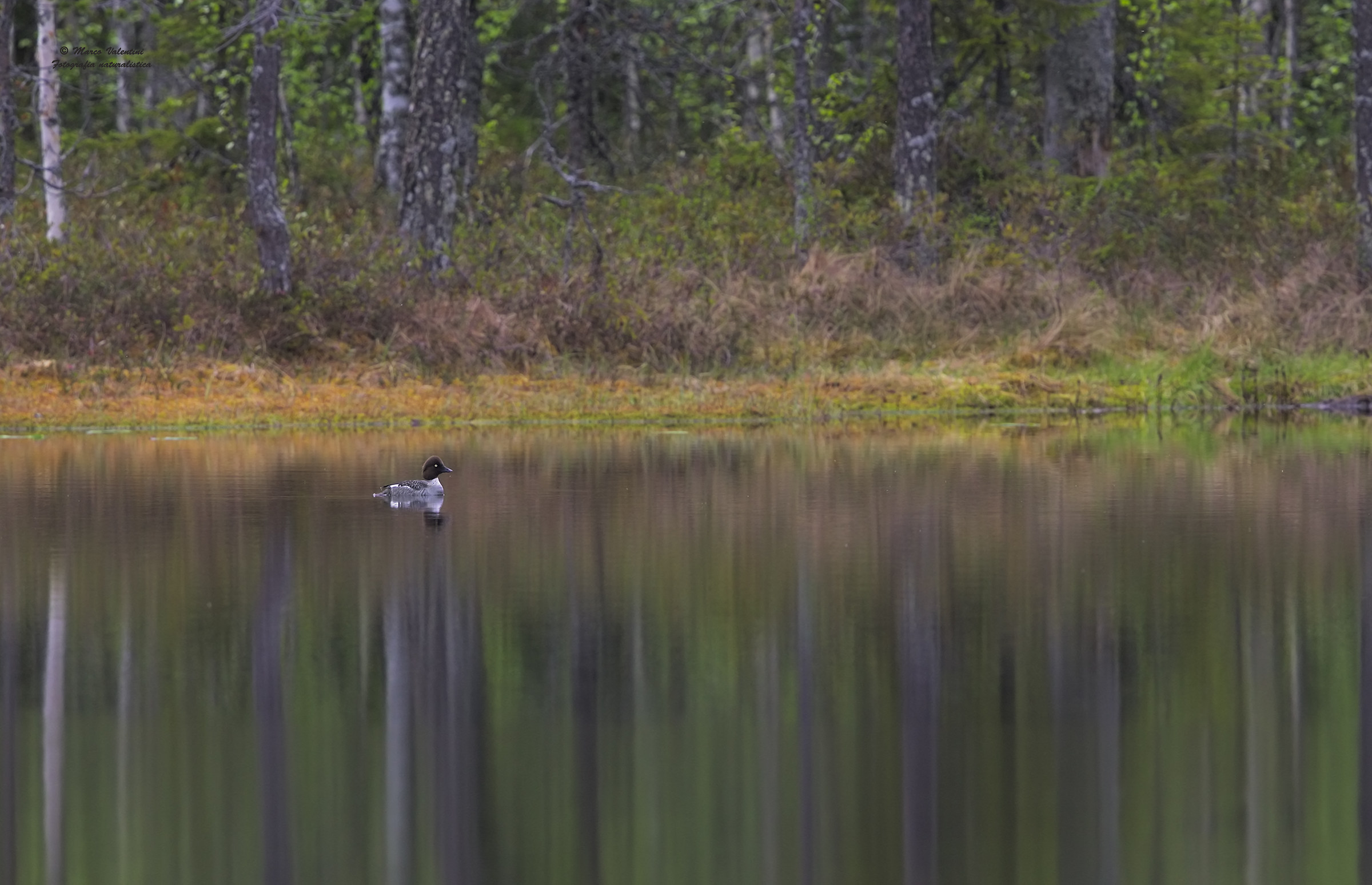 The world of goldeneye